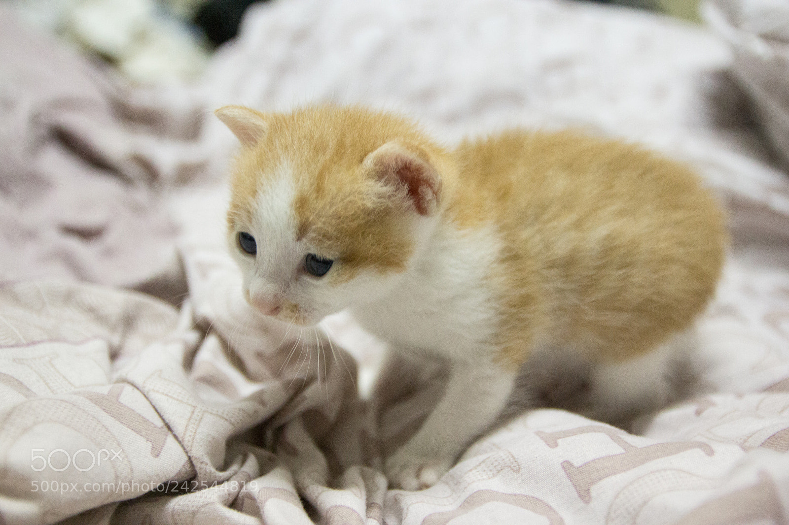 Canon EOS 60D sample photo. Img photography