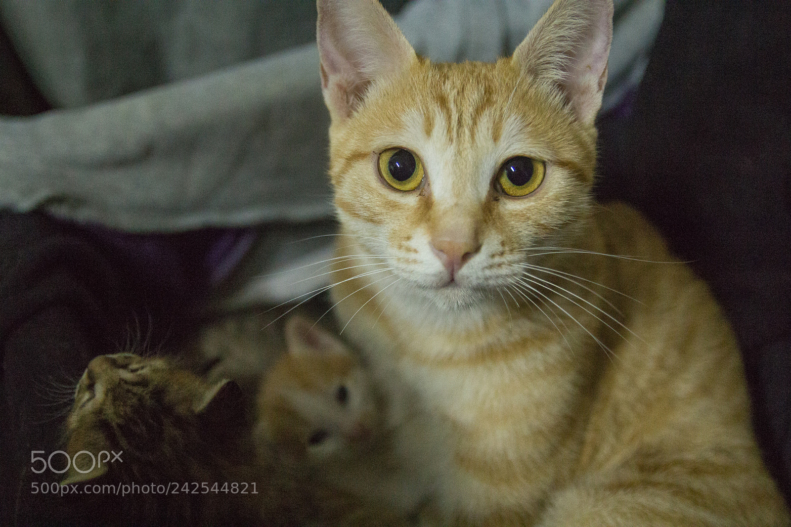 Canon EOS 60D sample photo. Img photography