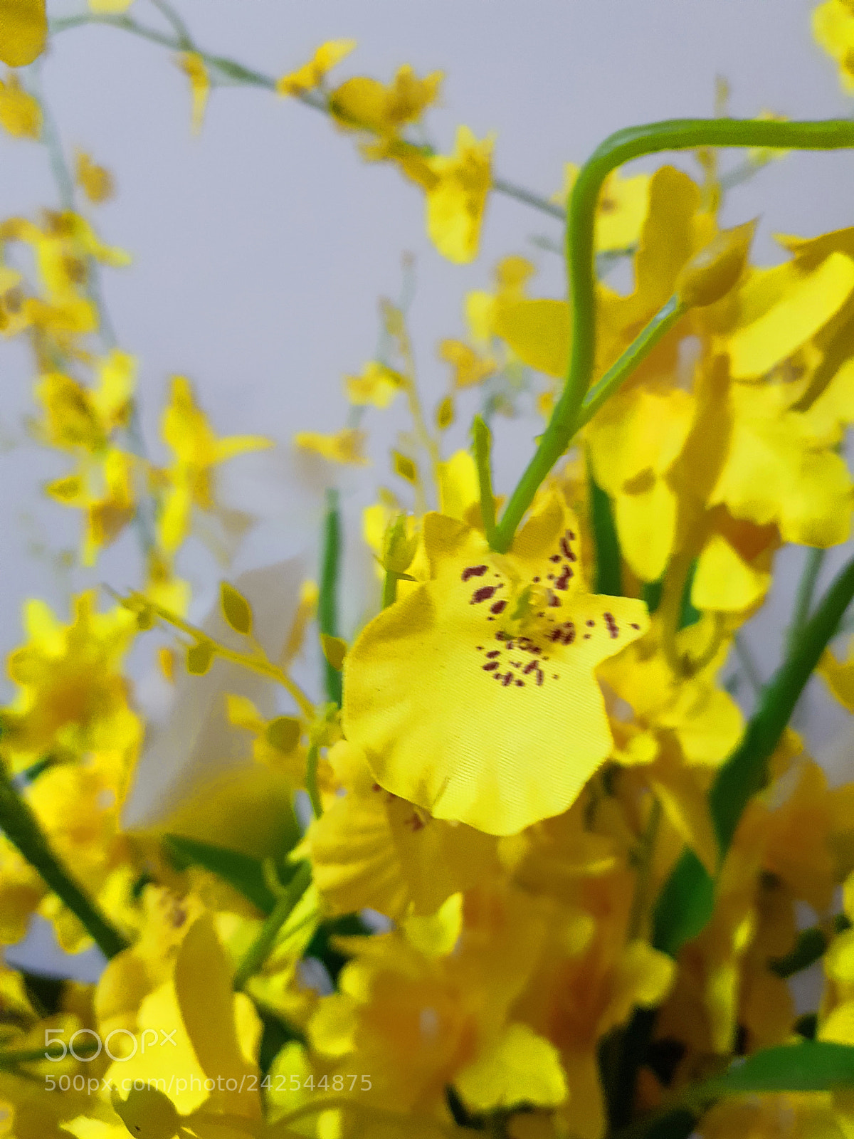 Samsung Galaxy S8 sample photo. Yellow glow photography