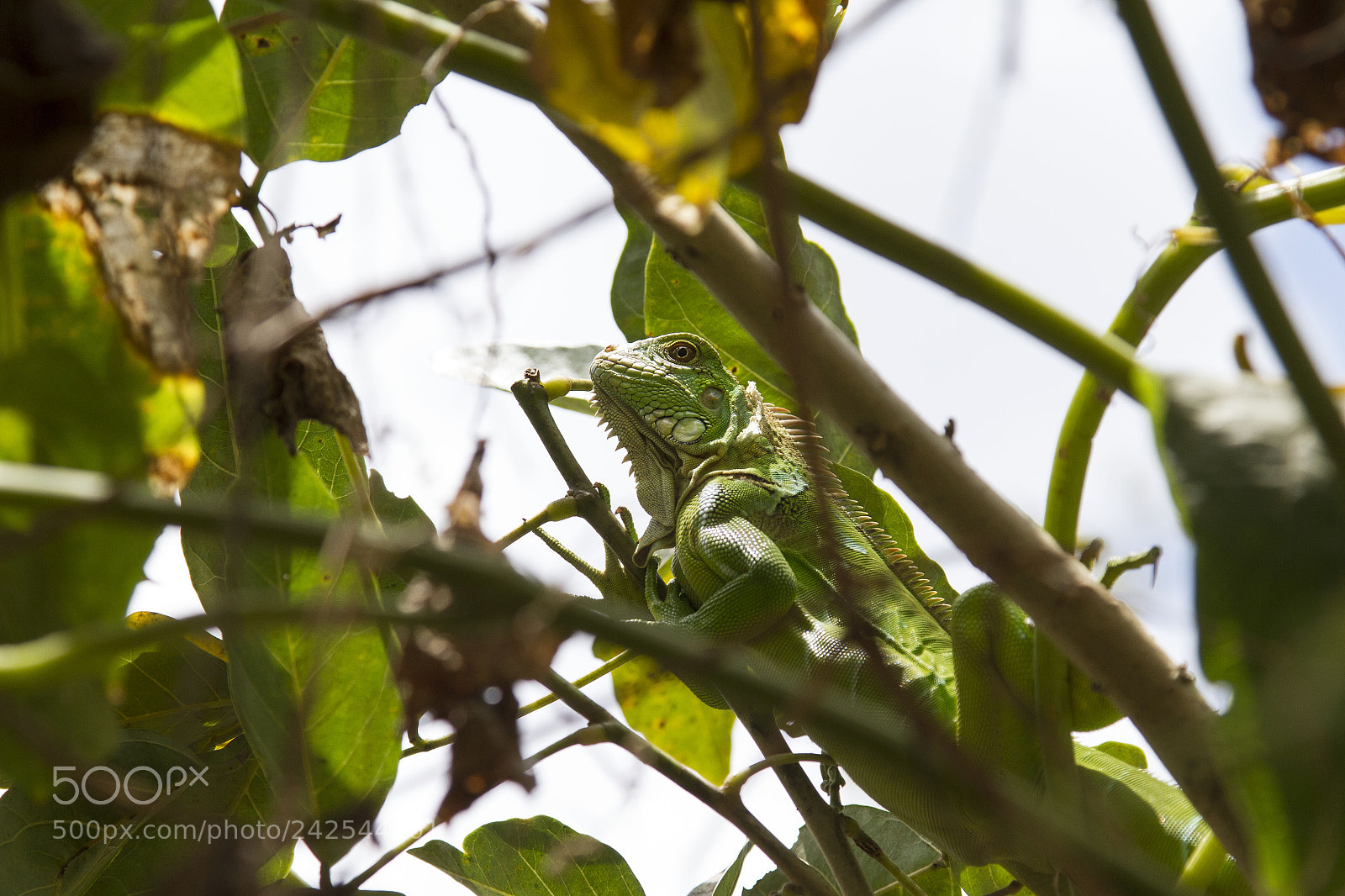 Canon EOS 7D sample photo. Costa rica edits photography