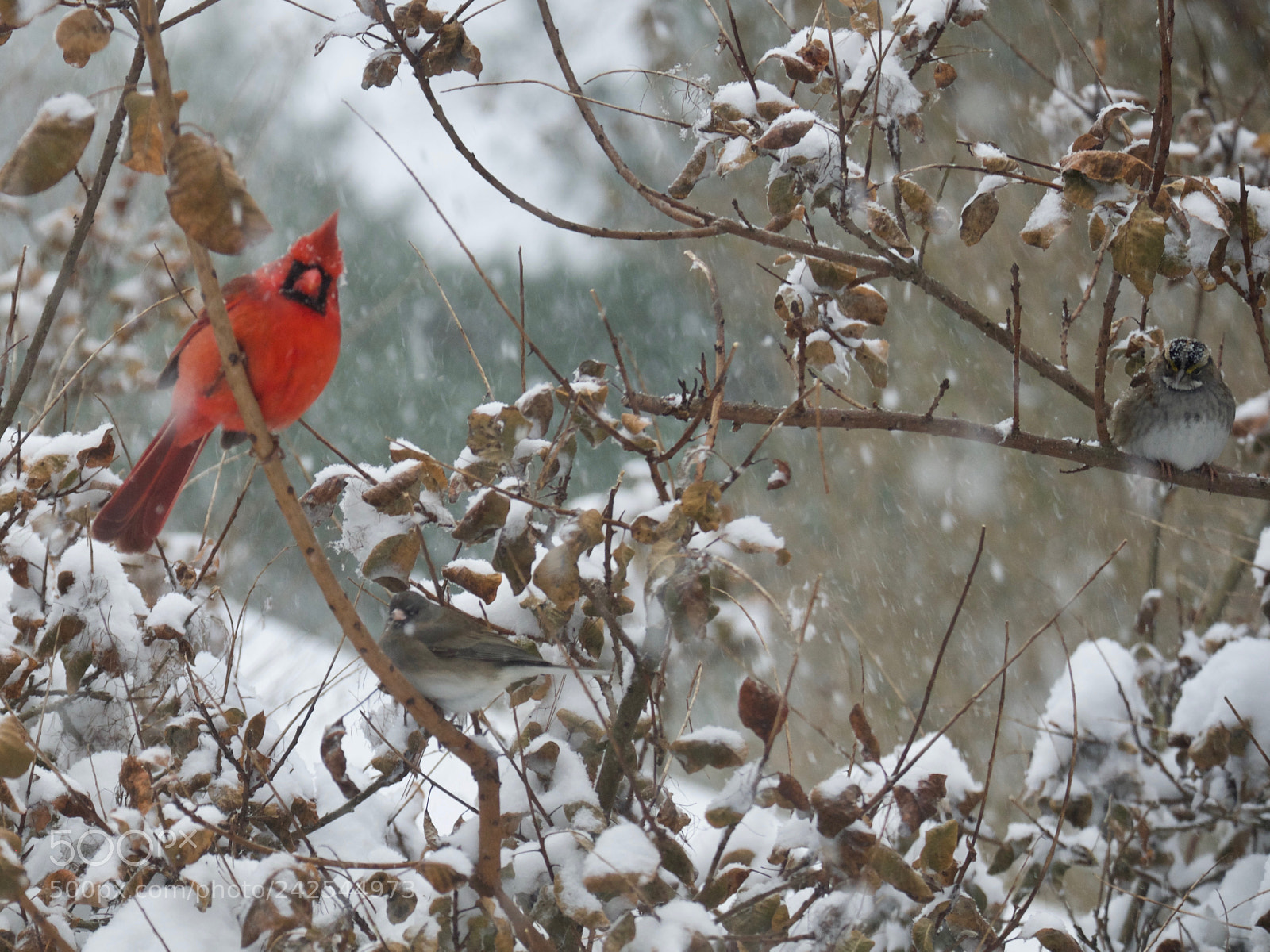 Fujifilm X-T20 sample photo. Cardinal on a branch photography