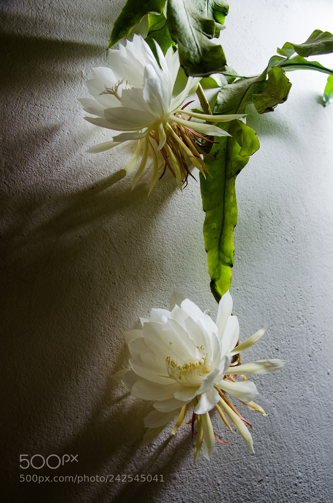 Nikon D5100 sample photo. Dama de noche photography