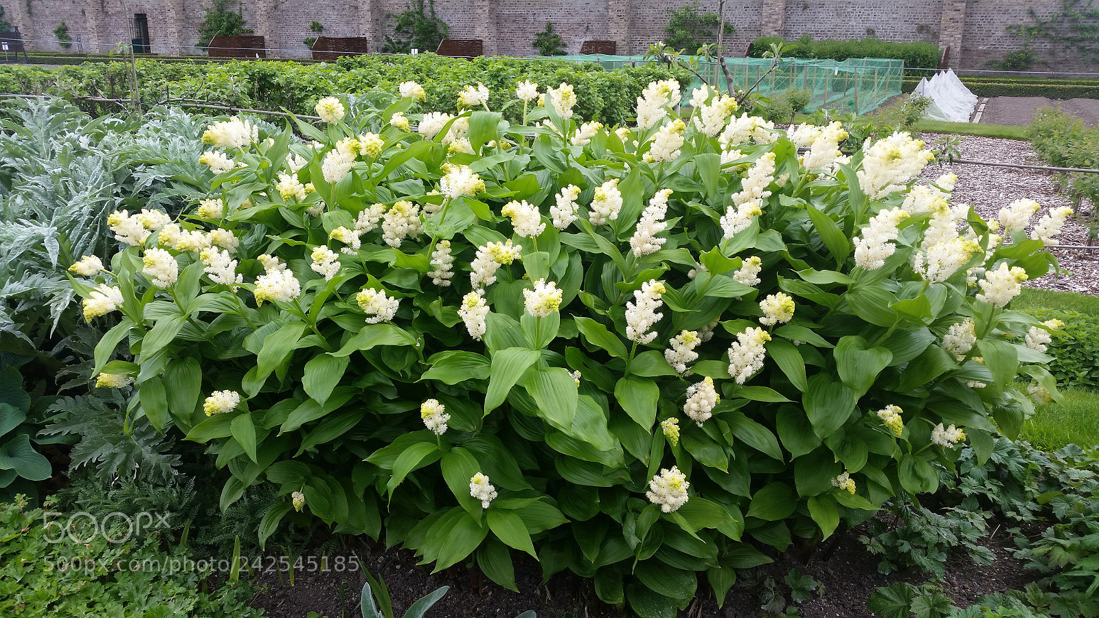Samsung Galaxy S5 sample photo. 20150517_114915.jpg photography