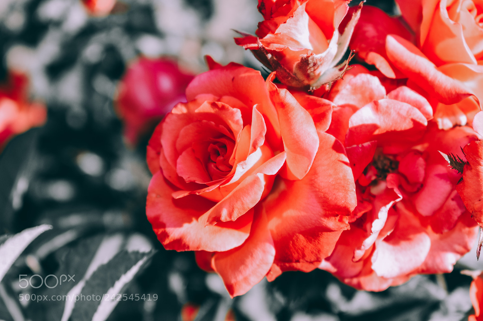 Nikon D5600 sample photo. 25122017-dsc_0162-2.jpg photography