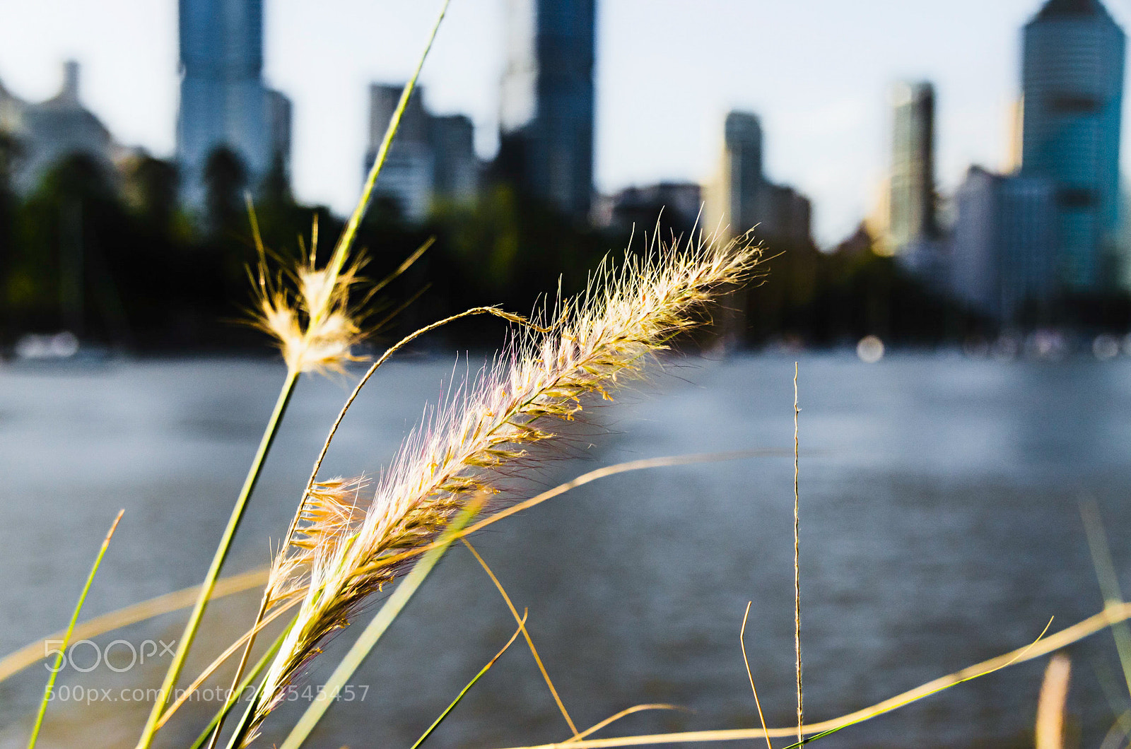 Nikon D5100 sample photo. Weed on the water photography