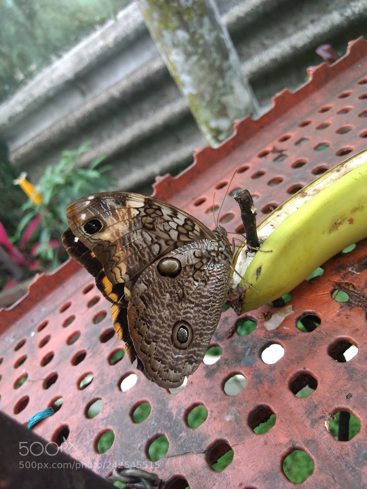Motorola Moto G (4) sample photo. Butterfly photography