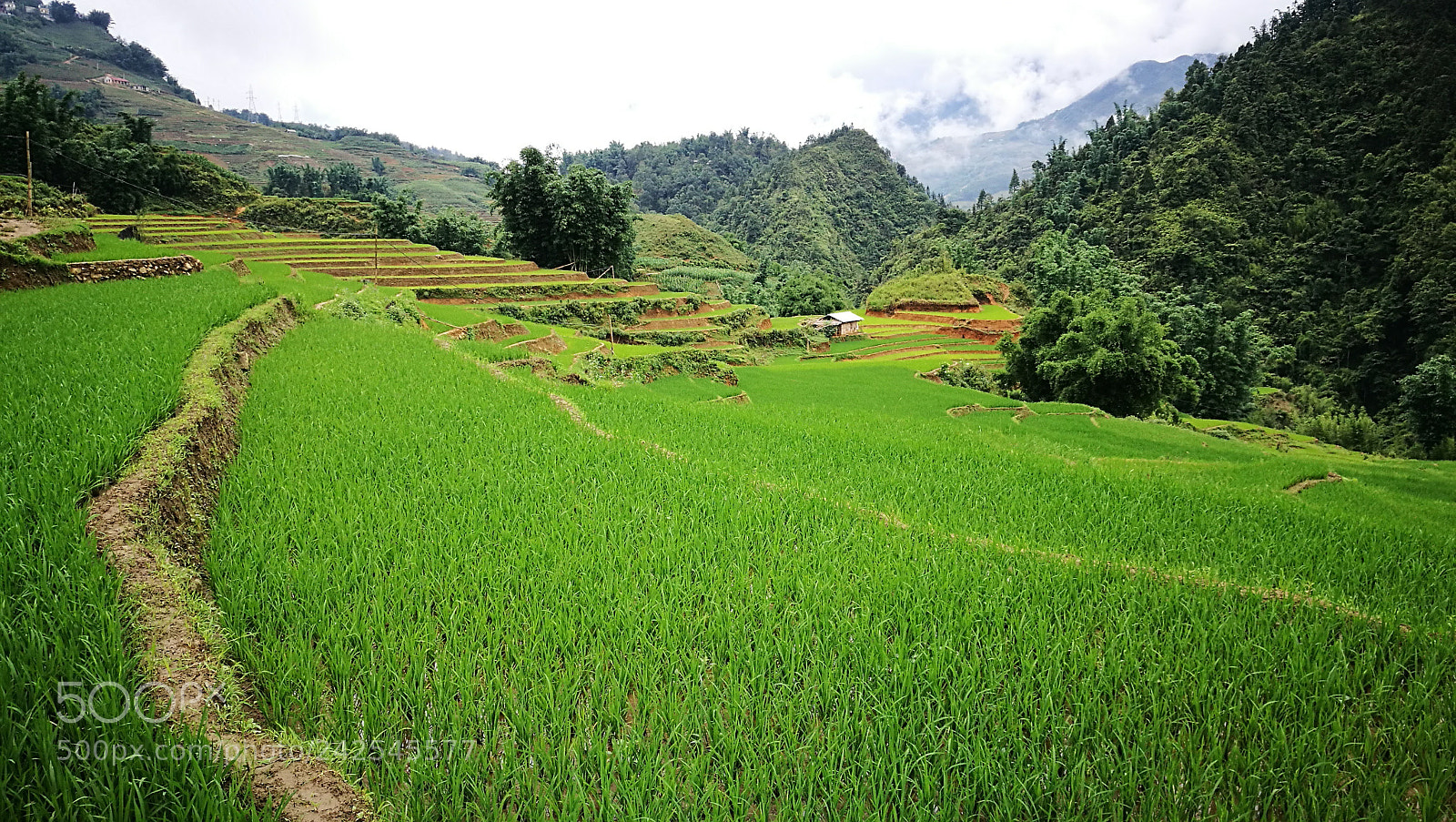 HUAWEI P9 sample photo. Rice paddy in sapa photography