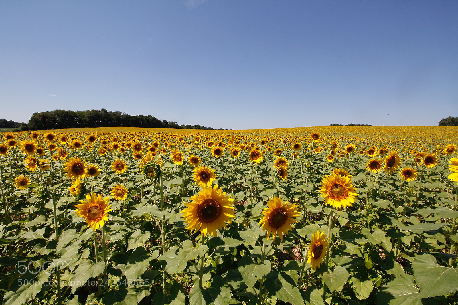 Canon EOS 60D sample photo. Sunflowers photography