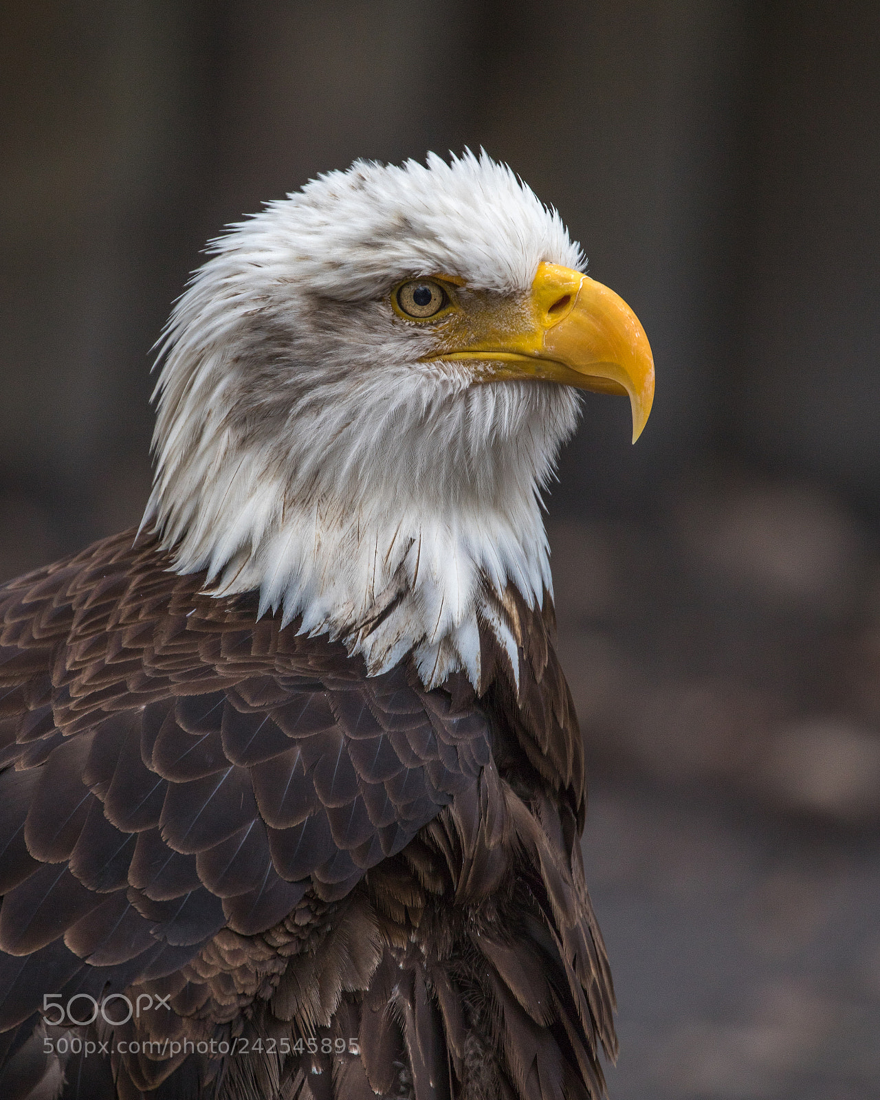 Canon EOS 6D Mark II sample photo. Eagle photography
