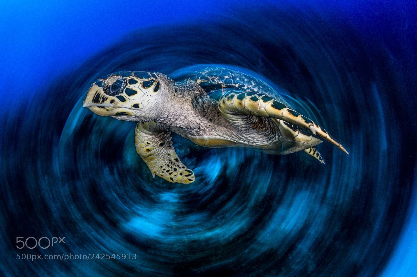 Nikon D800E sample photo. Turtle photography