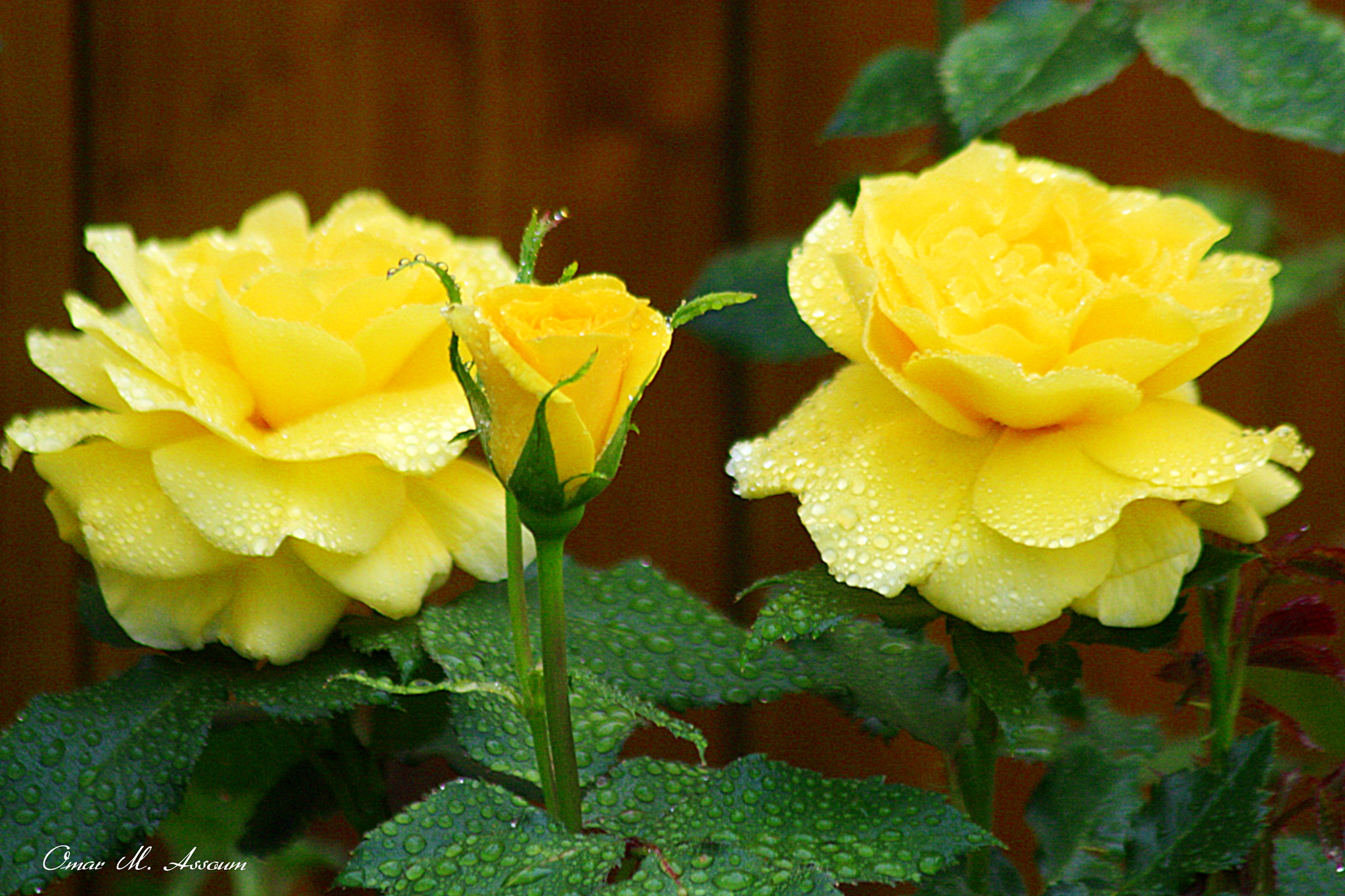 Canon EF 75-300mm F4.0-5.6 IS USM sample photo. Sunsprise rose photography
