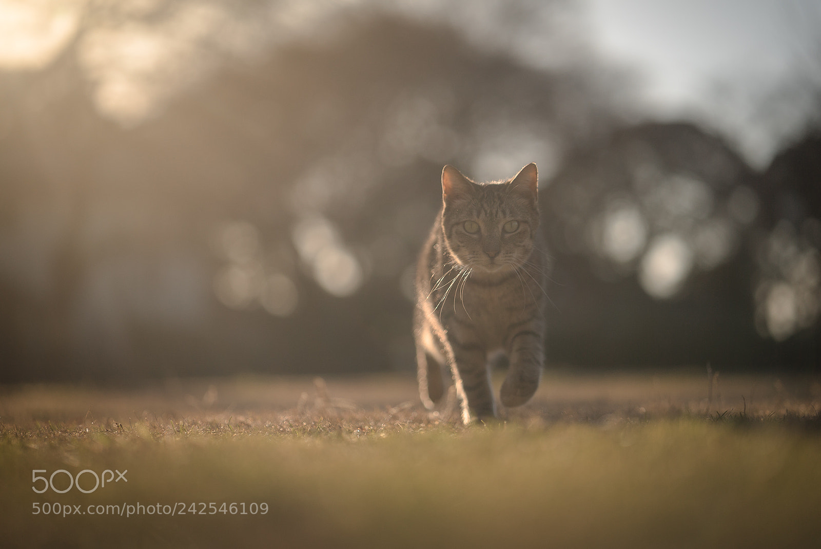 Sony a7S II sample photo. Walking before sunset photography