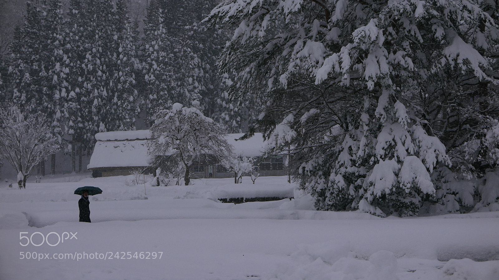 Leica D-Lux (Typ 109) sample photo. 大雪纷飞。。。 photography