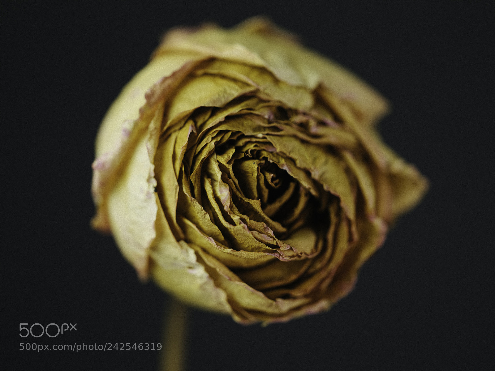 Fujifilm GFX 50S sample photo. They call her rose. photography