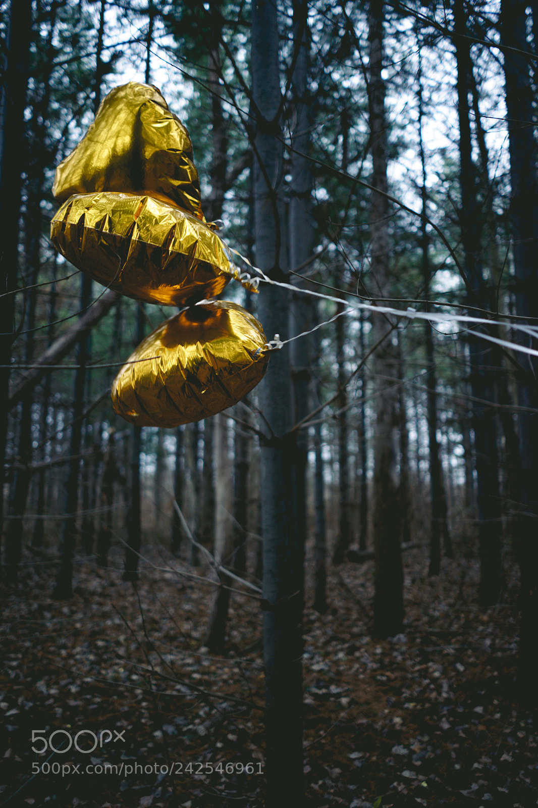Sony a7 II sample photo. Lost photography