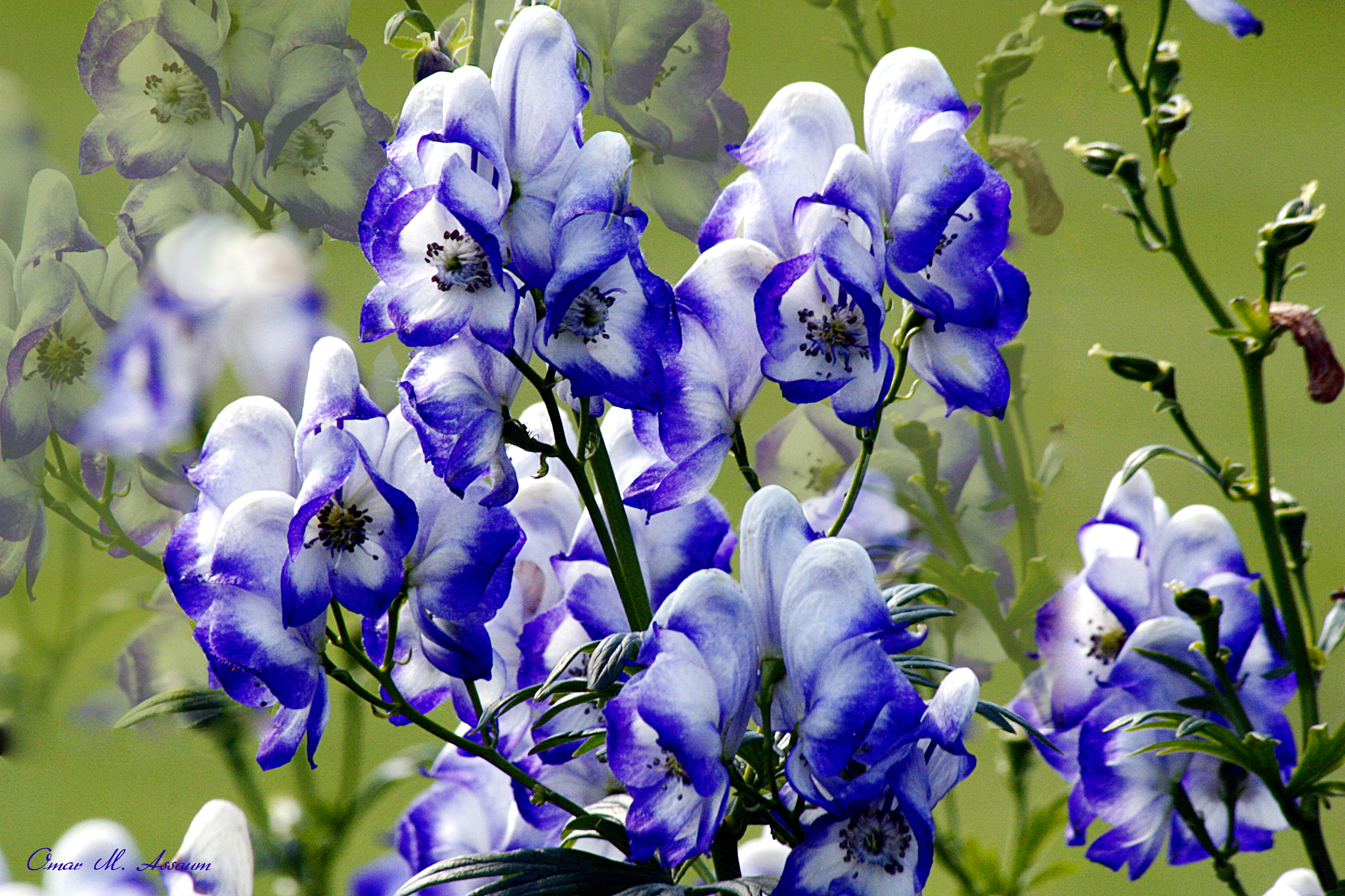 Canon EOS 450D (EOS Rebel XSi / EOS Kiss X2) sample photo. Blue delphinium photography