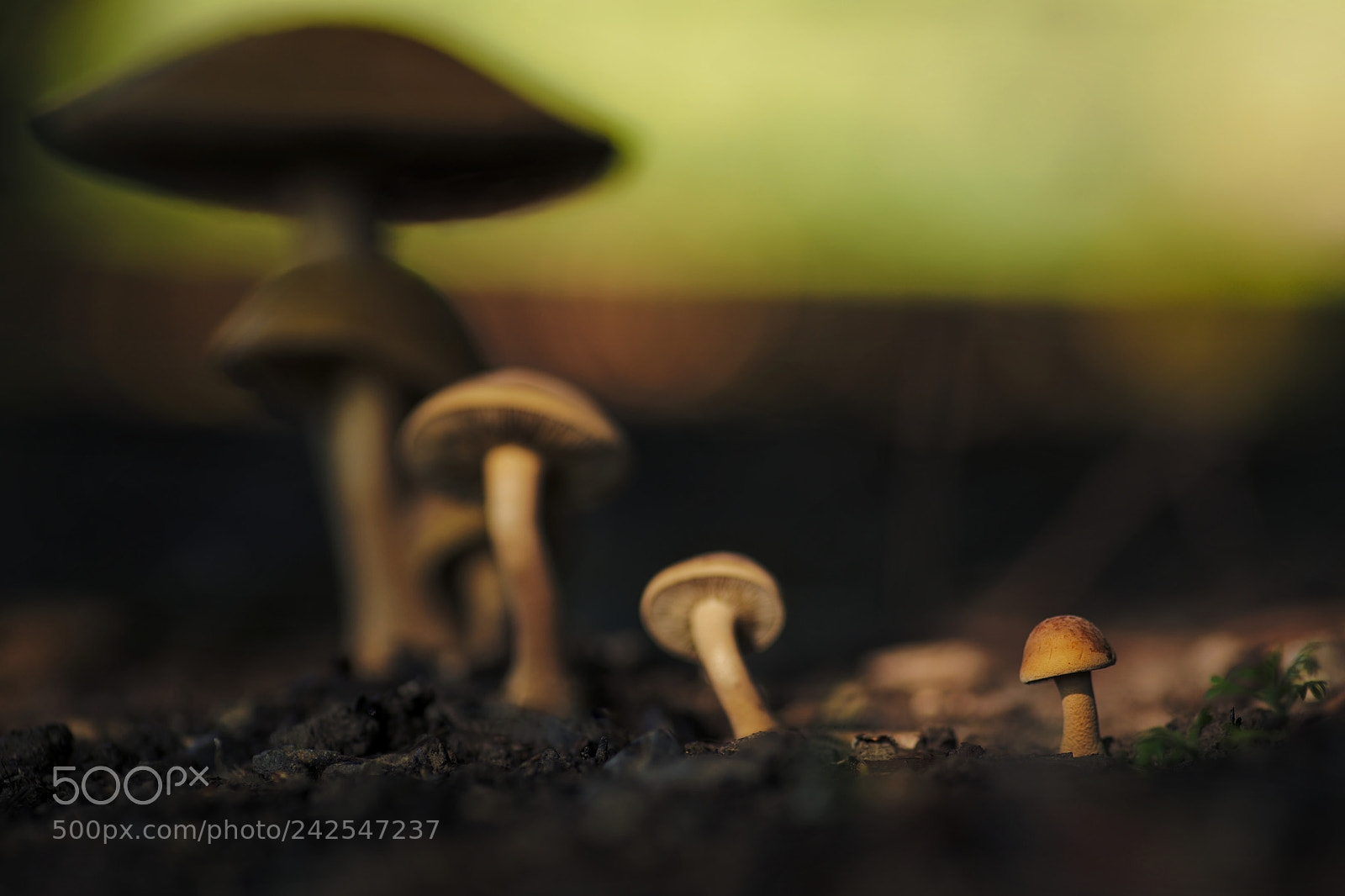 Nikon D850 sample photo. Mushroom progression photography