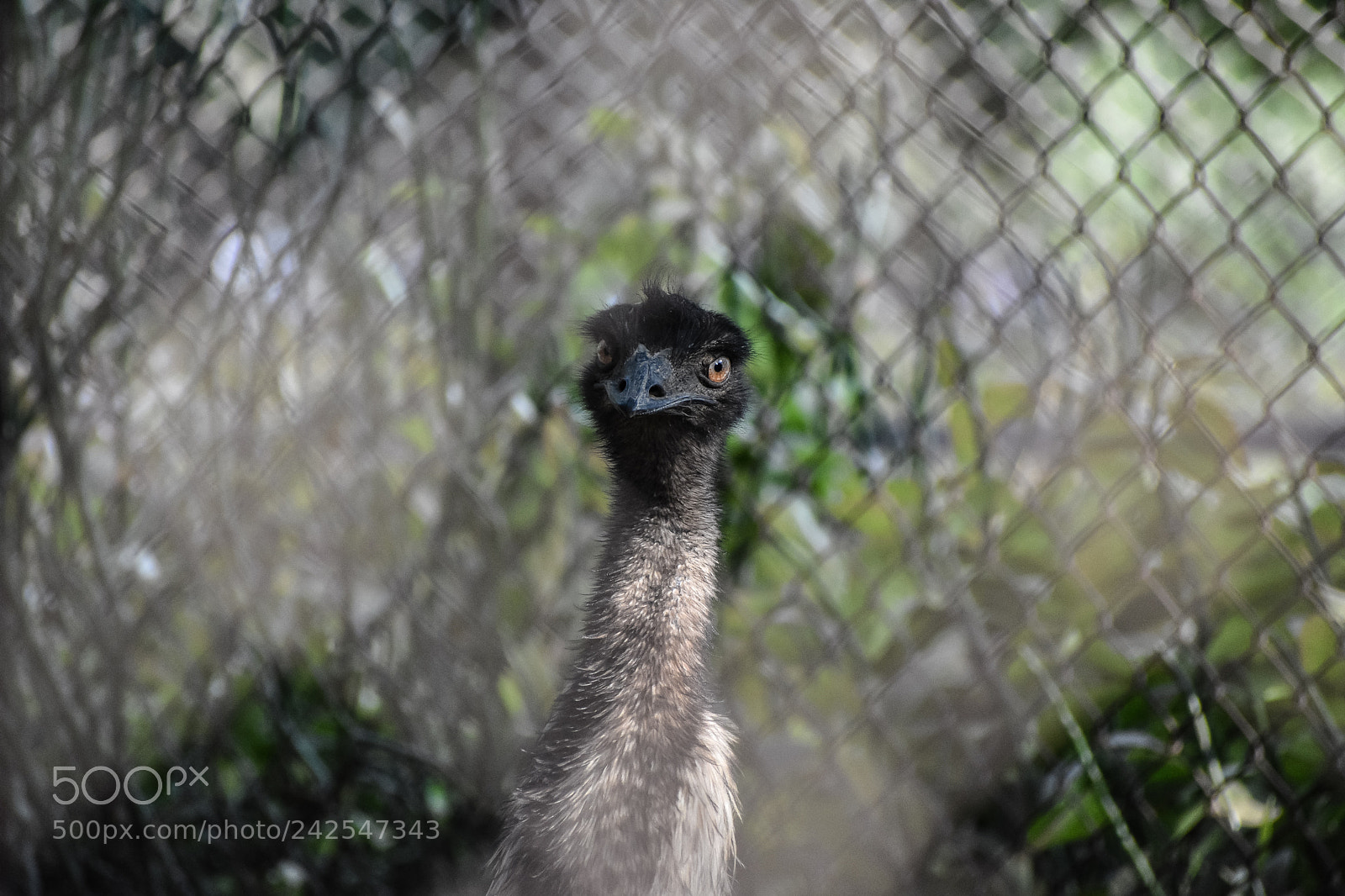 Nikon D3400 sample photo. Emu photography
