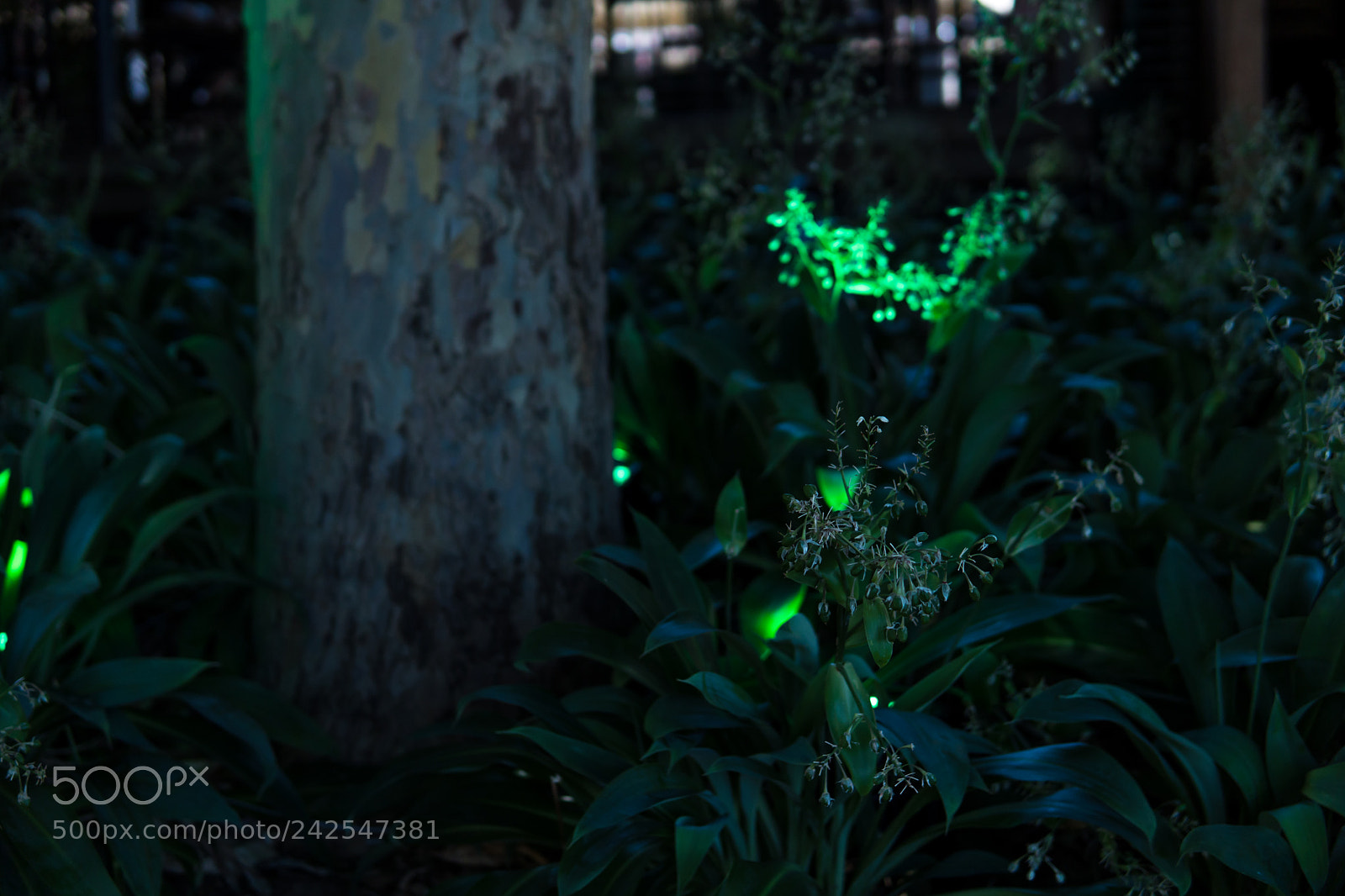 Sony a6500 sample photo. Magical garden photography