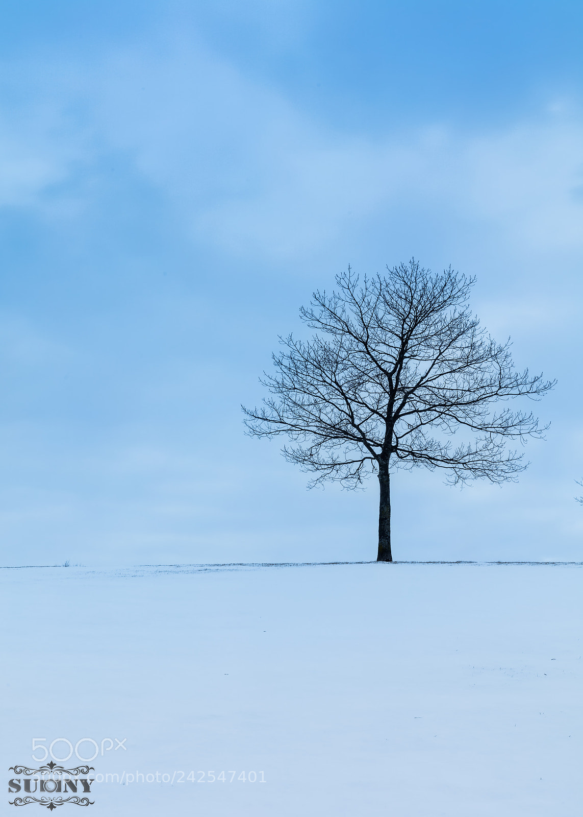 Canon EOS 5DS R sample photo. Sole survivor photography
