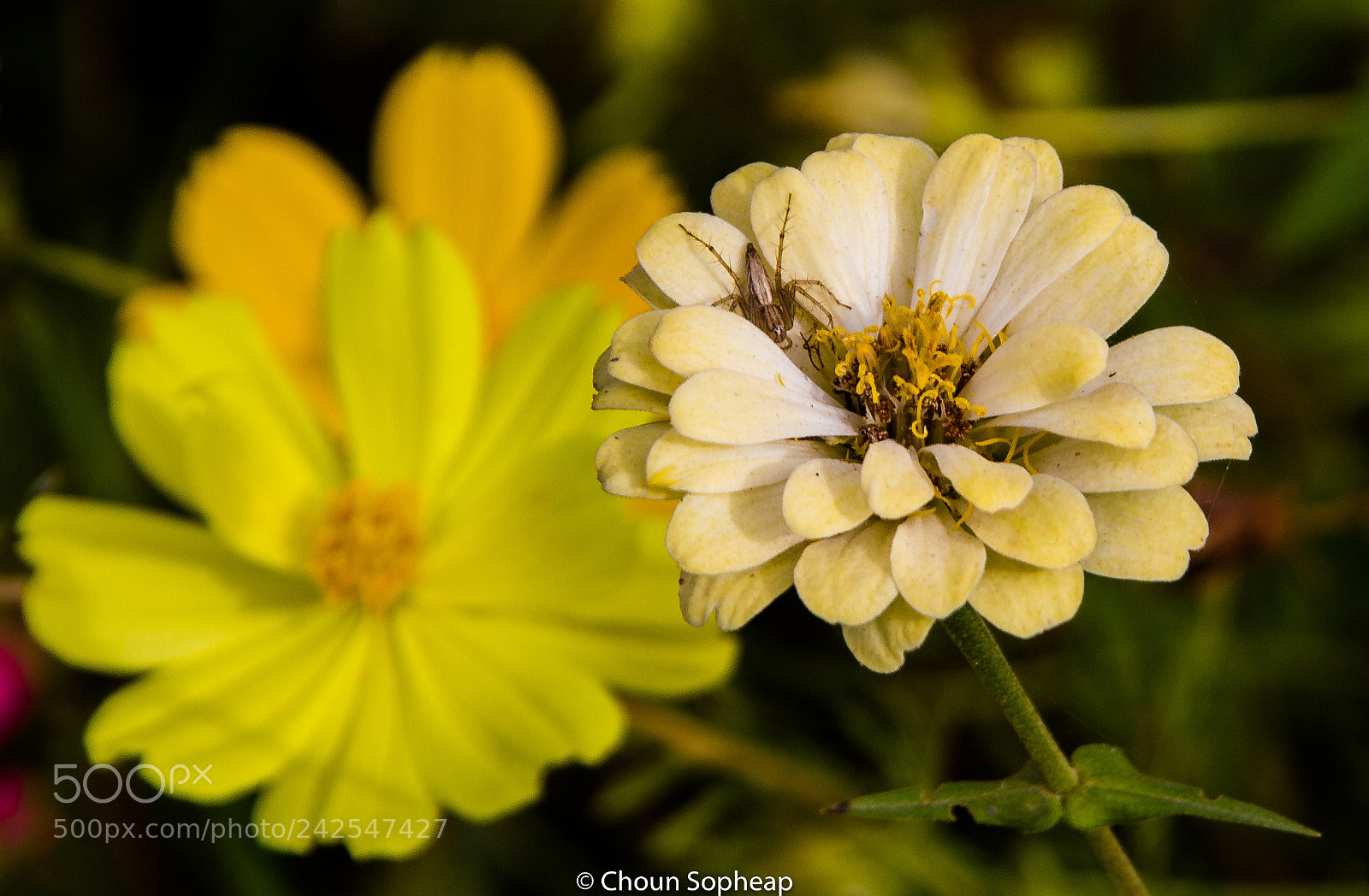 Canon EOS 60D sample photo. A hidden warrior photography