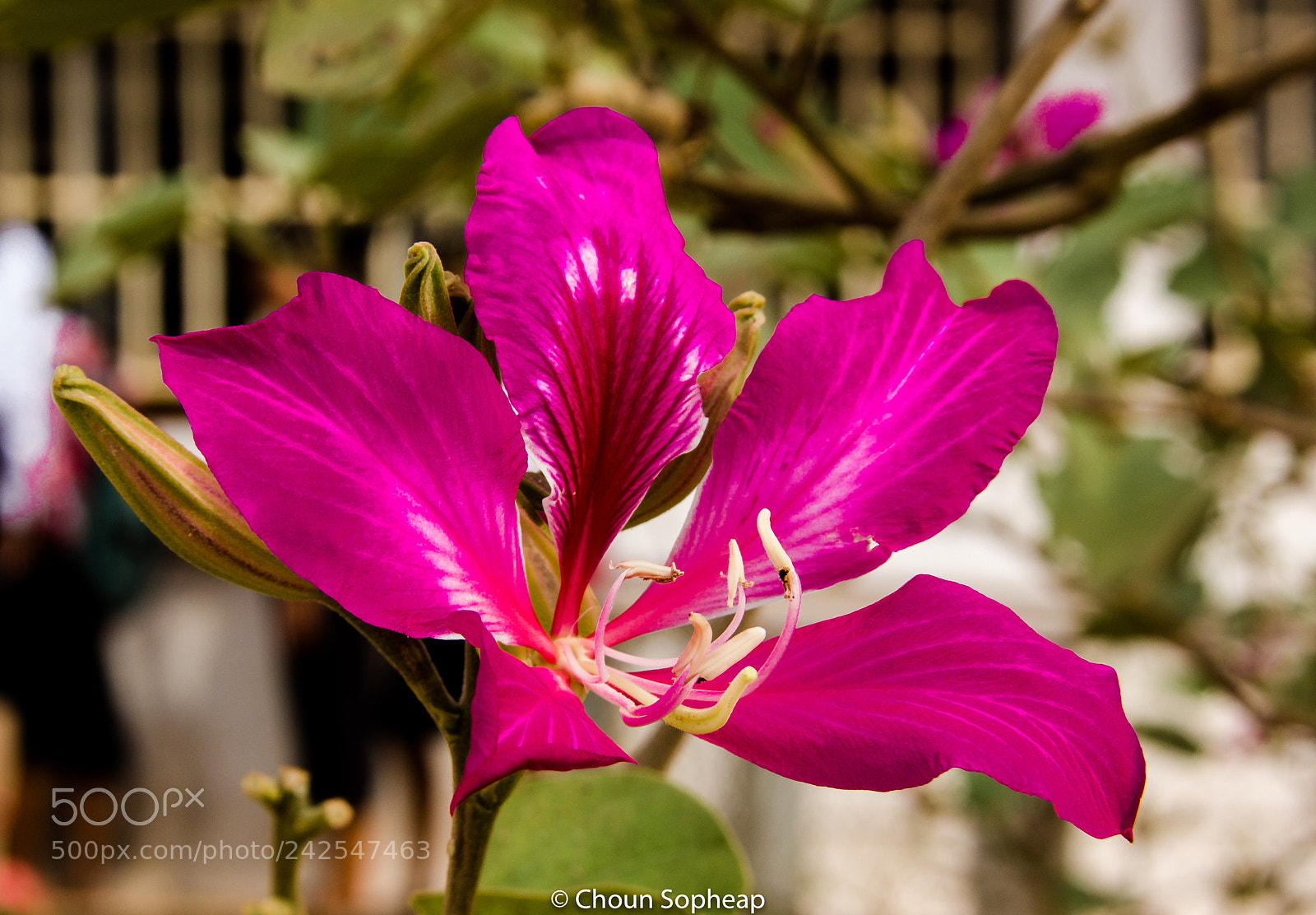 Canon EOS 60D sample photo. Hi there photography