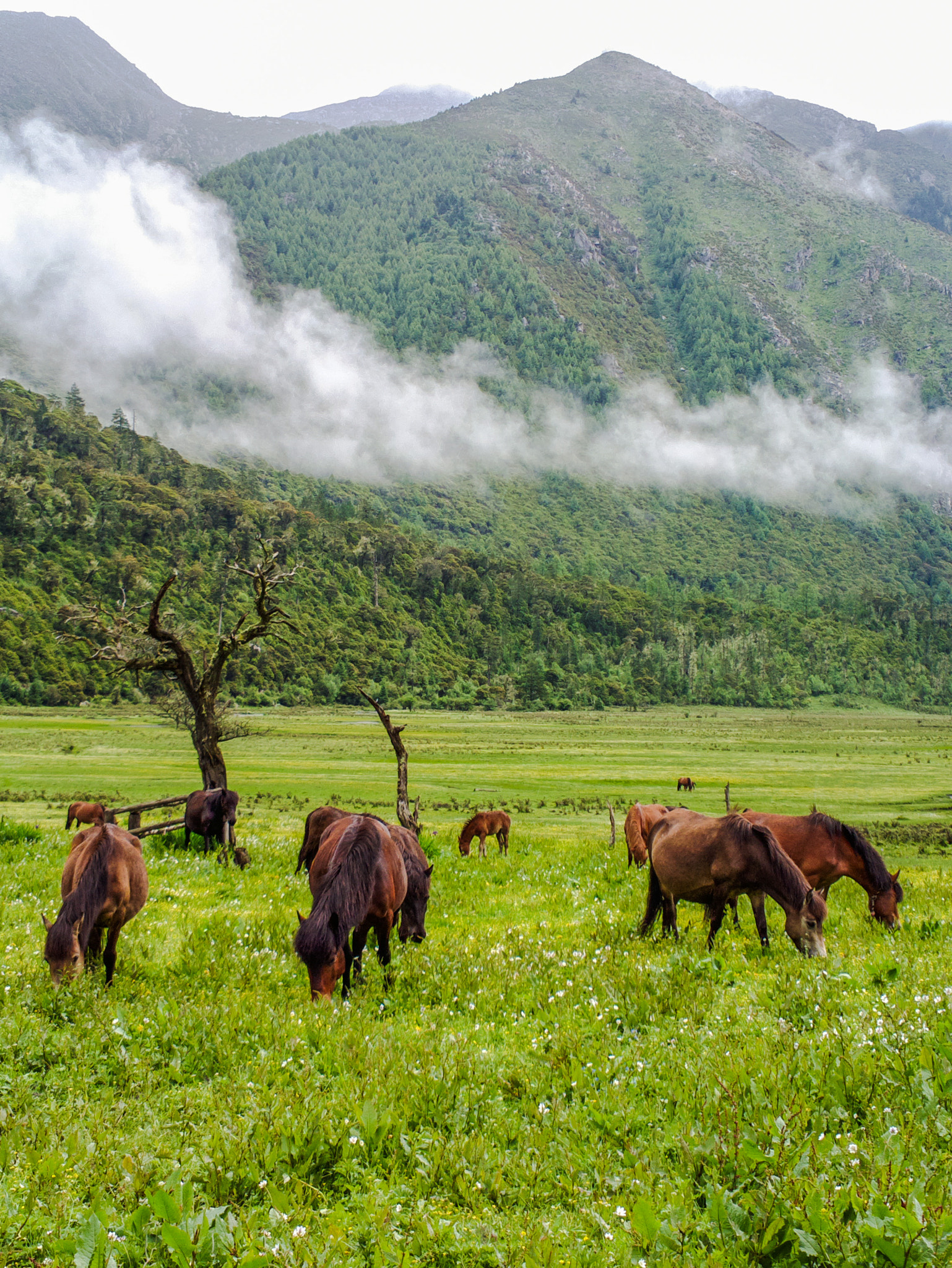 Nokia 808 PureView sample photo. Wild horses photography