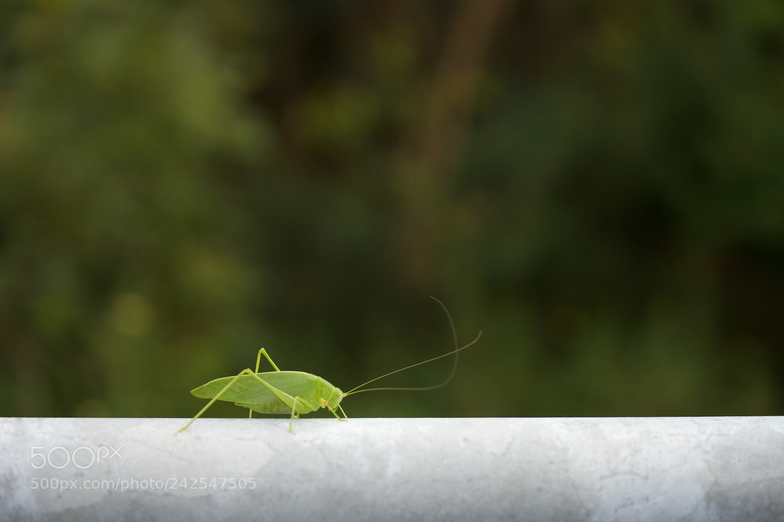 Sony a7 sample photo. Bug's road photography