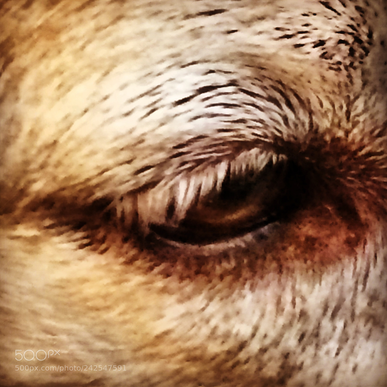 Apple iPhone 5s sample photo. Eye of content photography