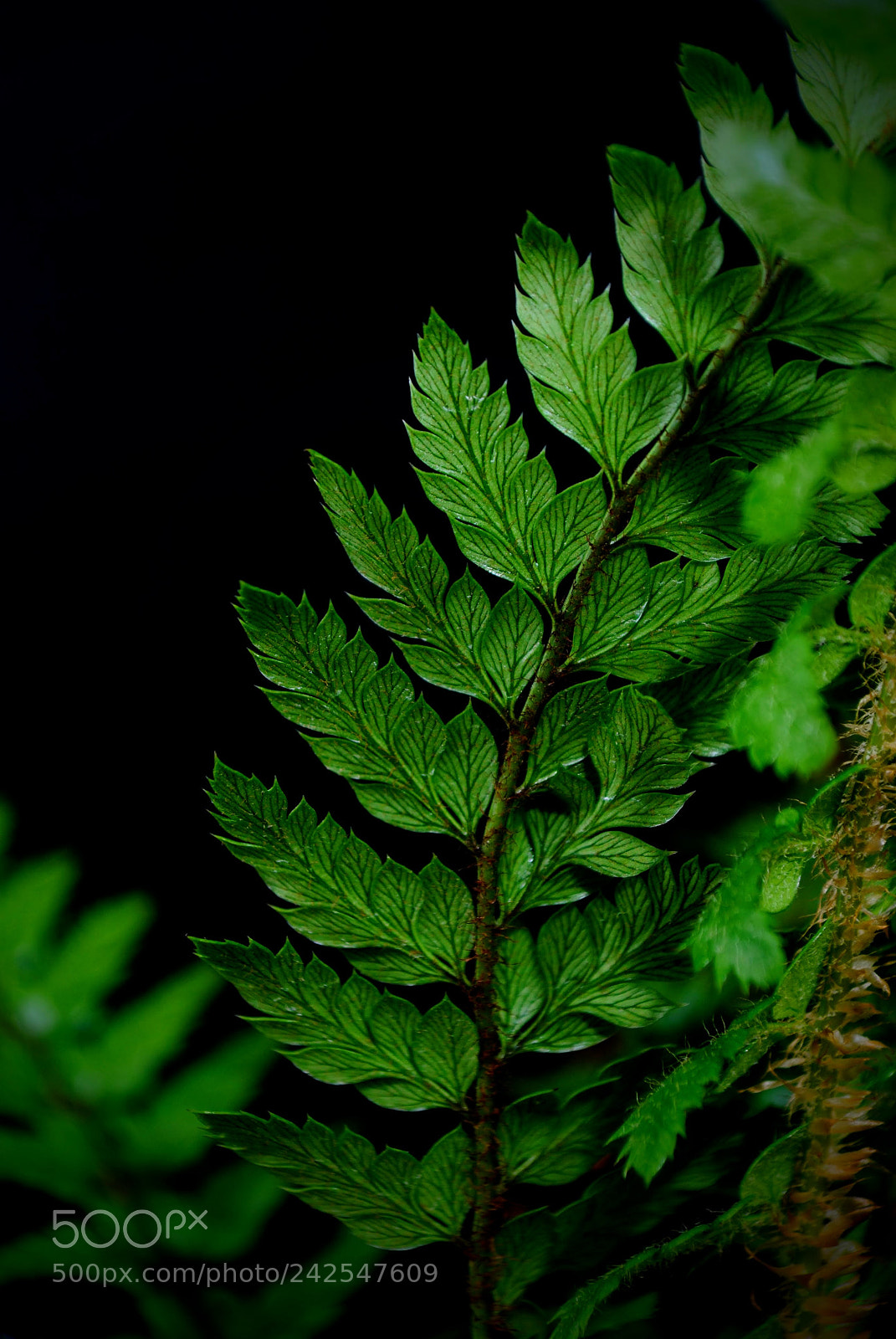Nikon D3000 sample photo. Fern frond photography