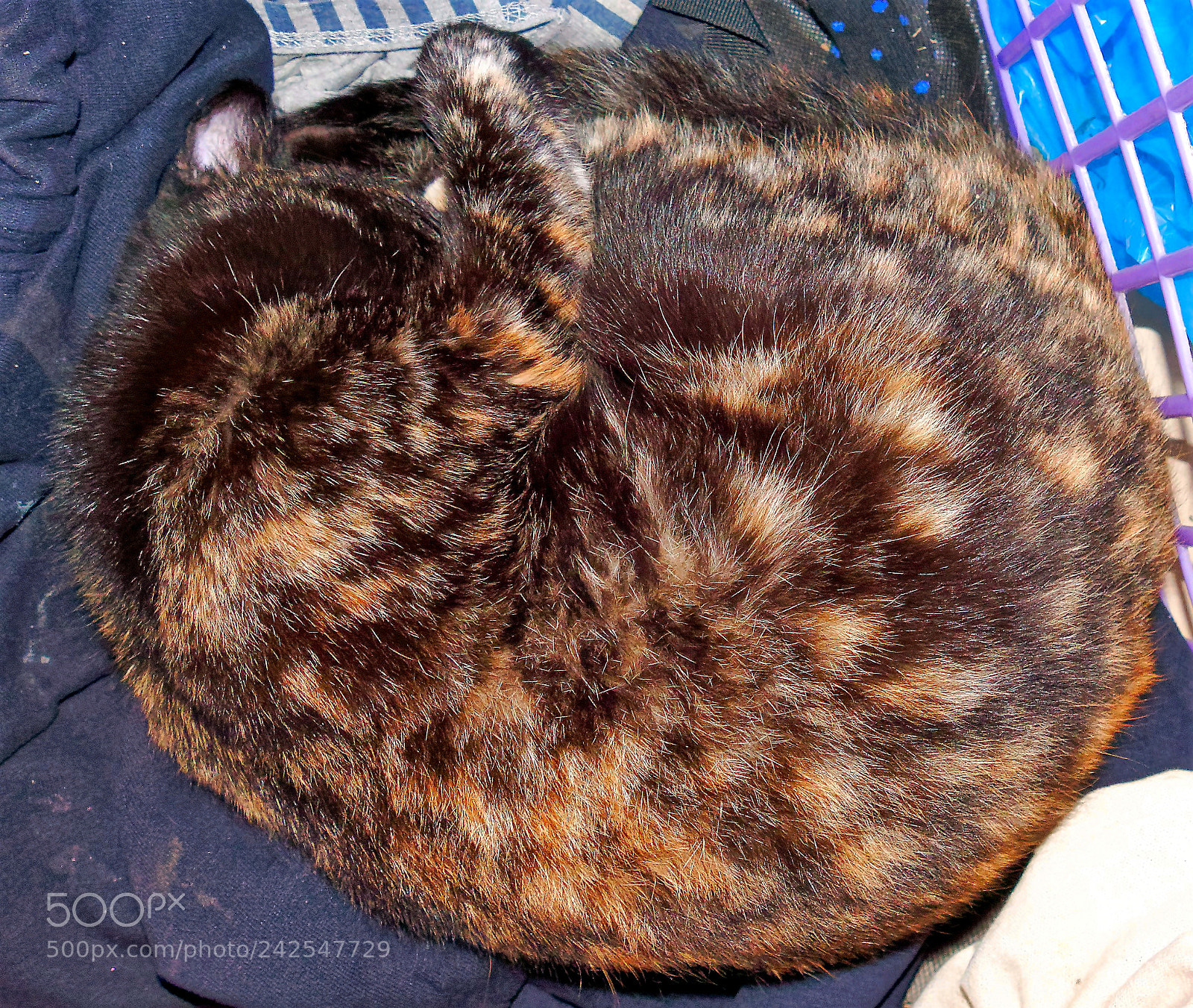 Panasonic Lumix DMC-FZ1000 sample photo. Dxo ()fffff photography