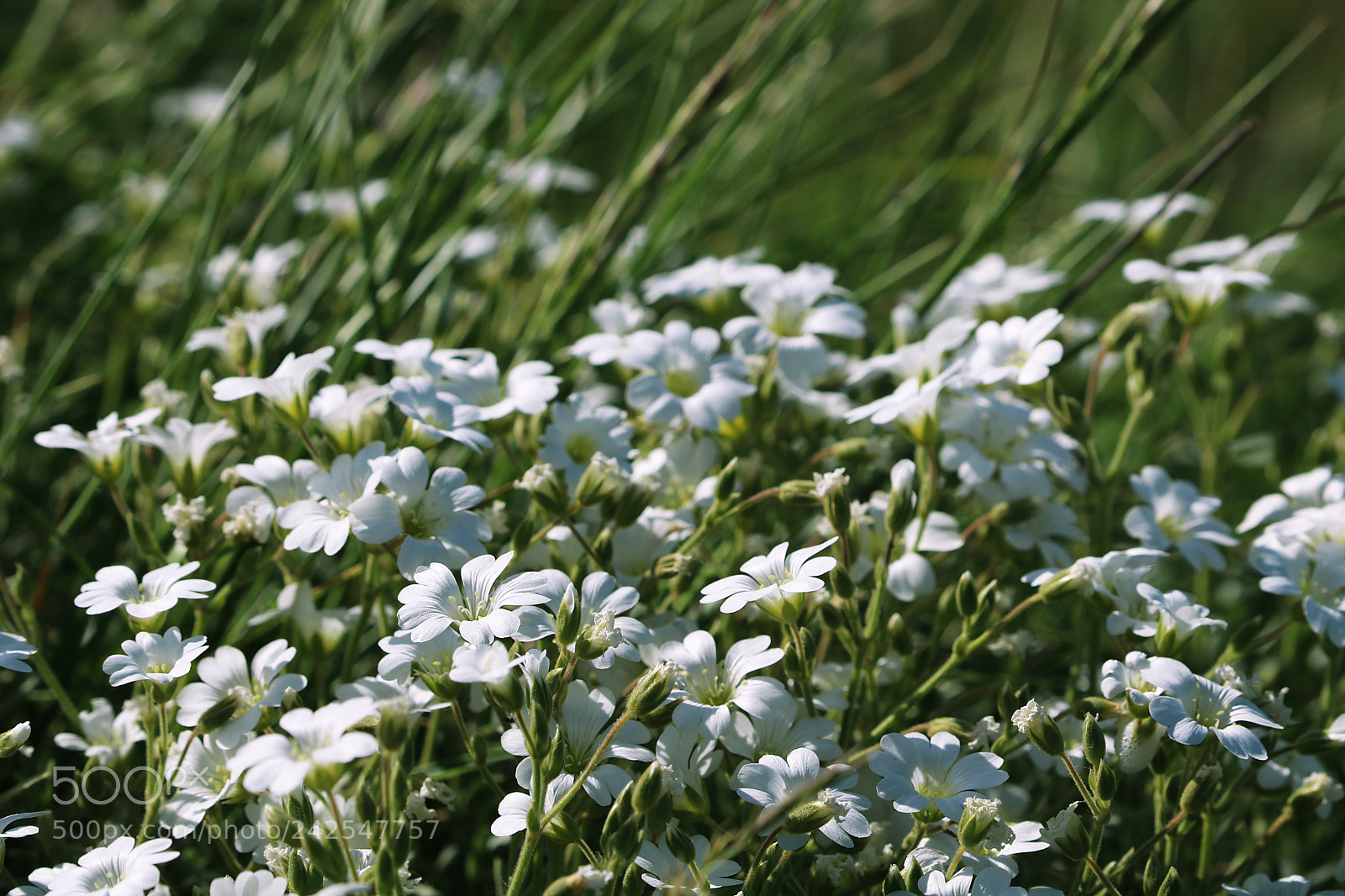 Canon EOS 750D (EOS Rebel T6i / EOS Kiss X8i) sample photo. White flowers photography