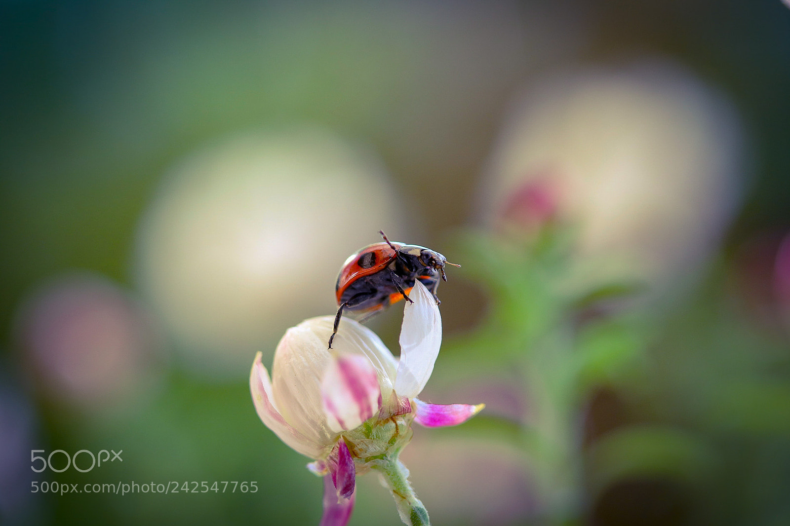 Canon EOS 760D (EOS Rebel T6s / EOS 8000D) sample photo. Hey i am small photography