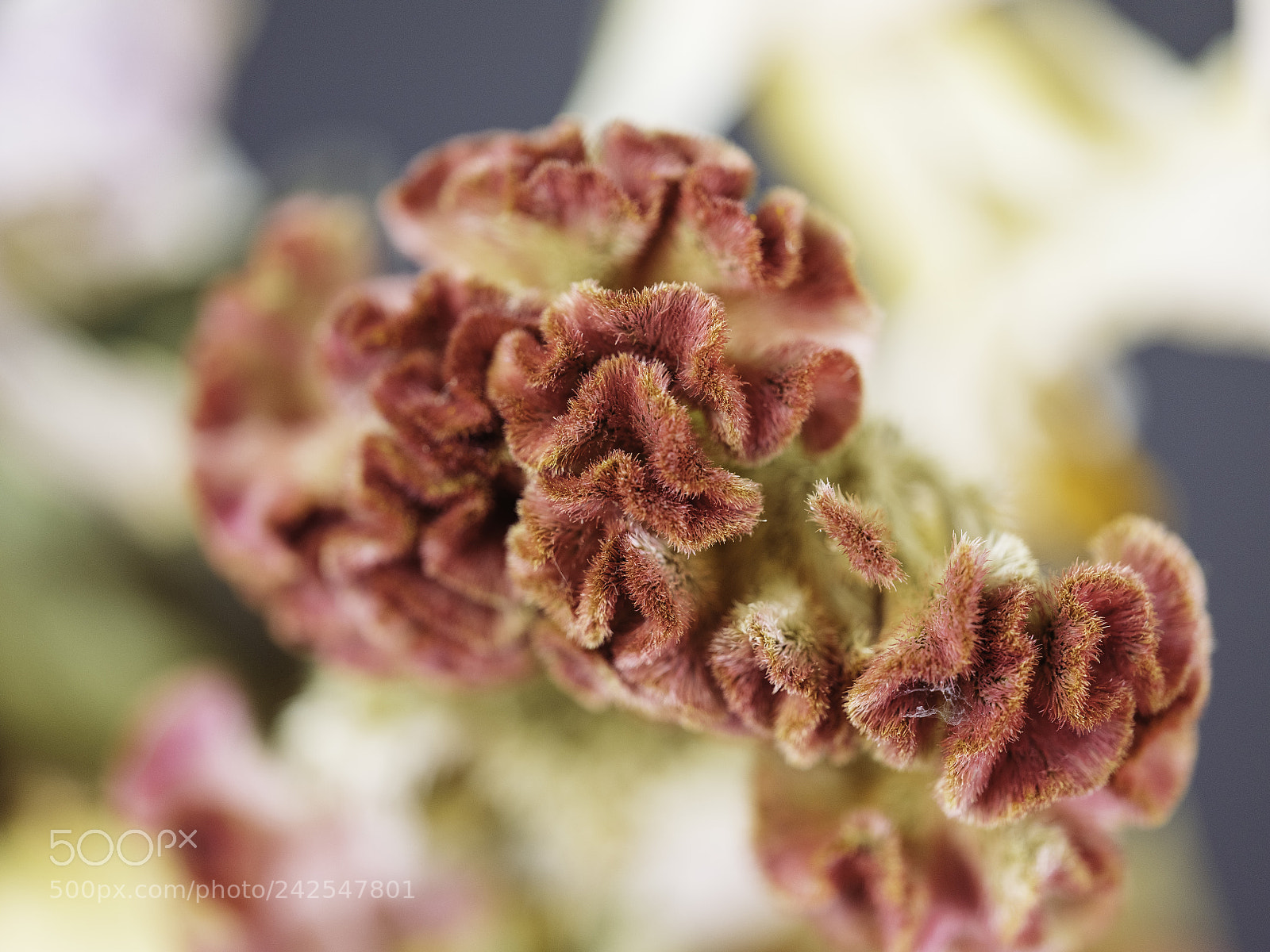 Fujifilm GFX 50S sample photo. The pattern. photography