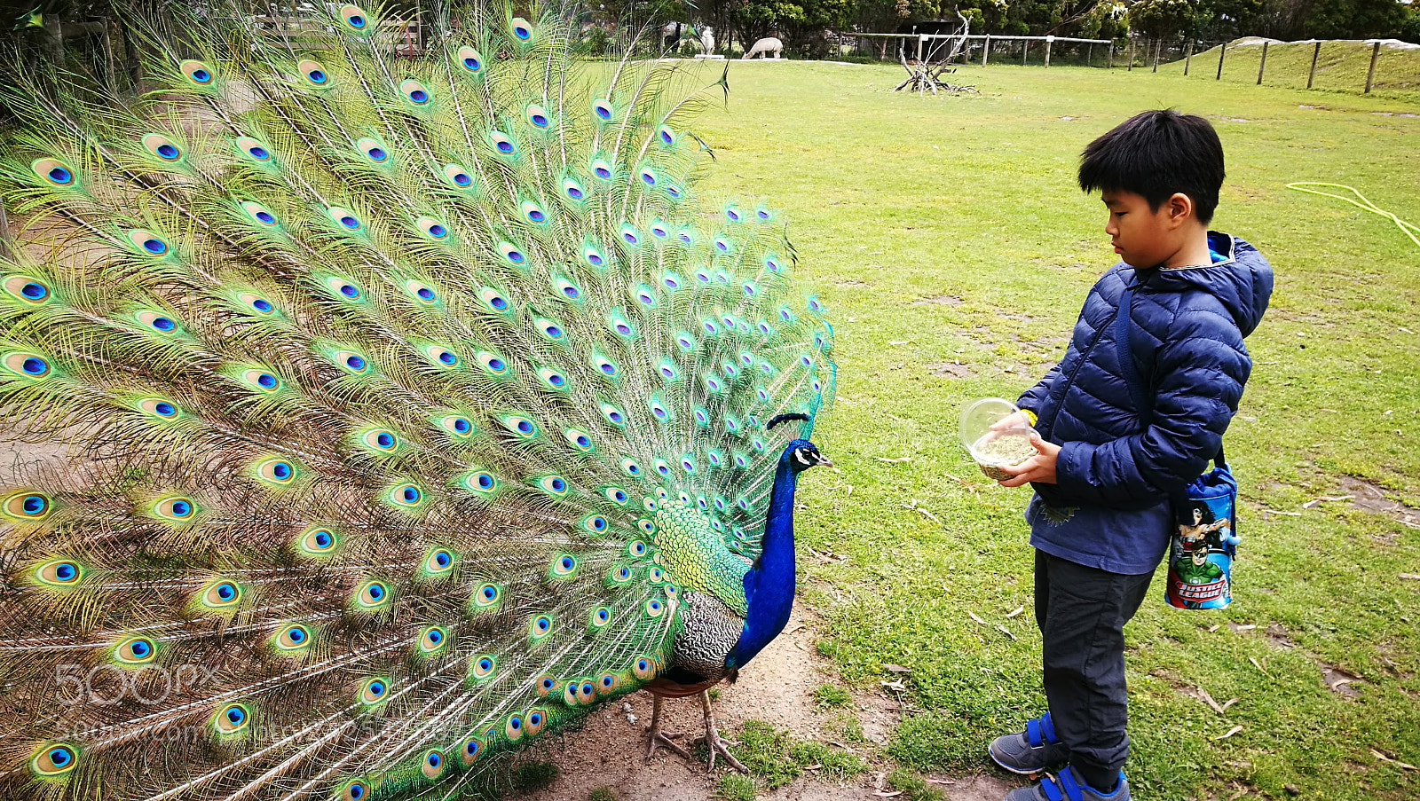 HUAWEI P9 sample photo. Boy and the peacock photography