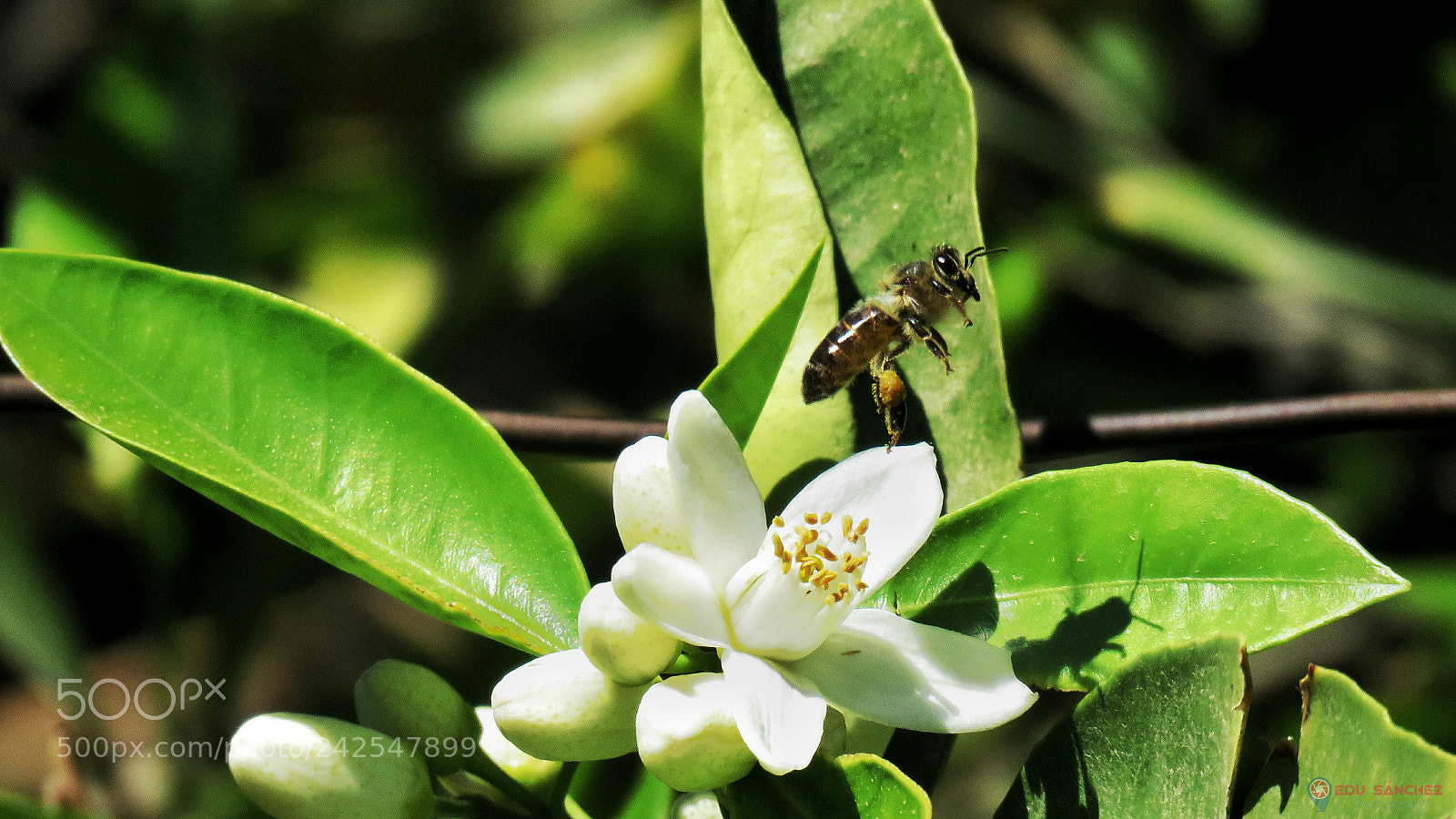 Canon PowerShot SX60 HS sample photo. Abeja photography
