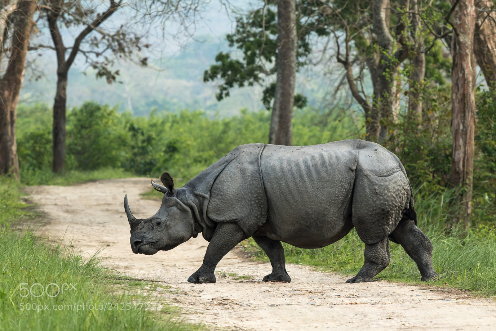Canon EOS 7D Mark II sample photo. One horned rhinoceros photography