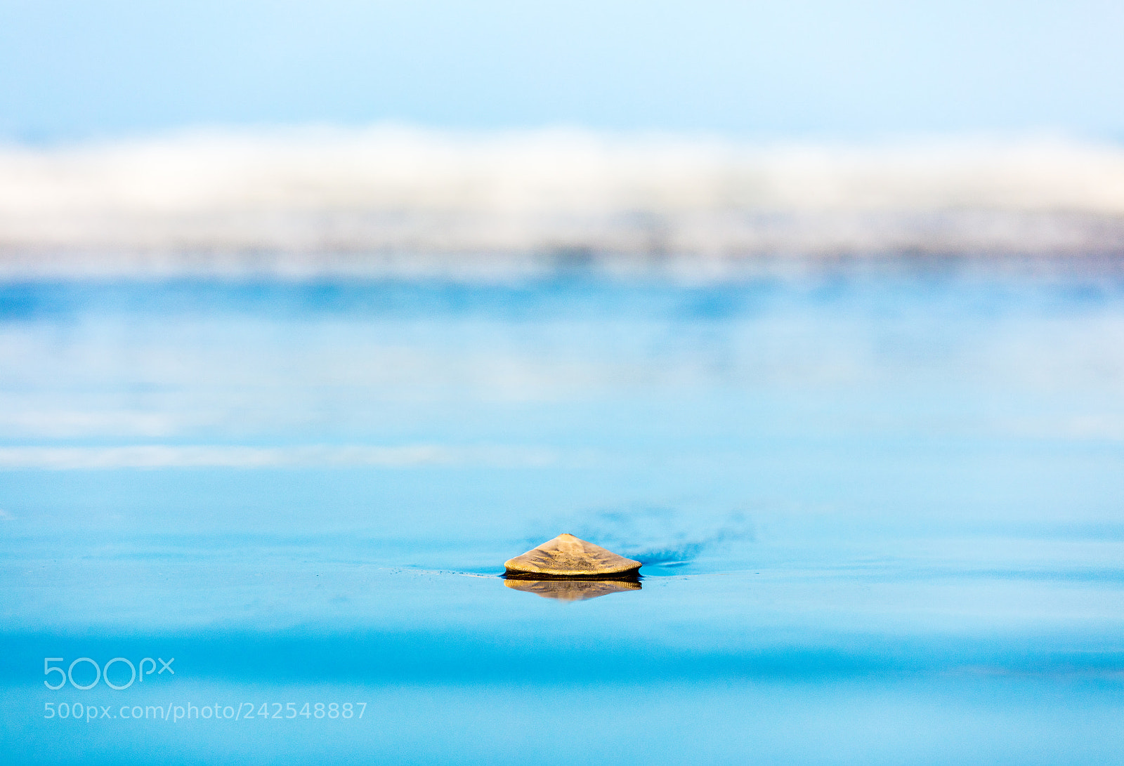 Canon EOS 5DS R sample photo. Sea shell photography