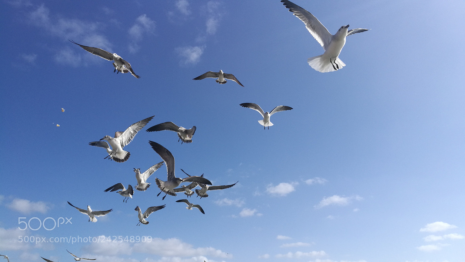 HUAWEI P9 sample photo. Al vuelo photography