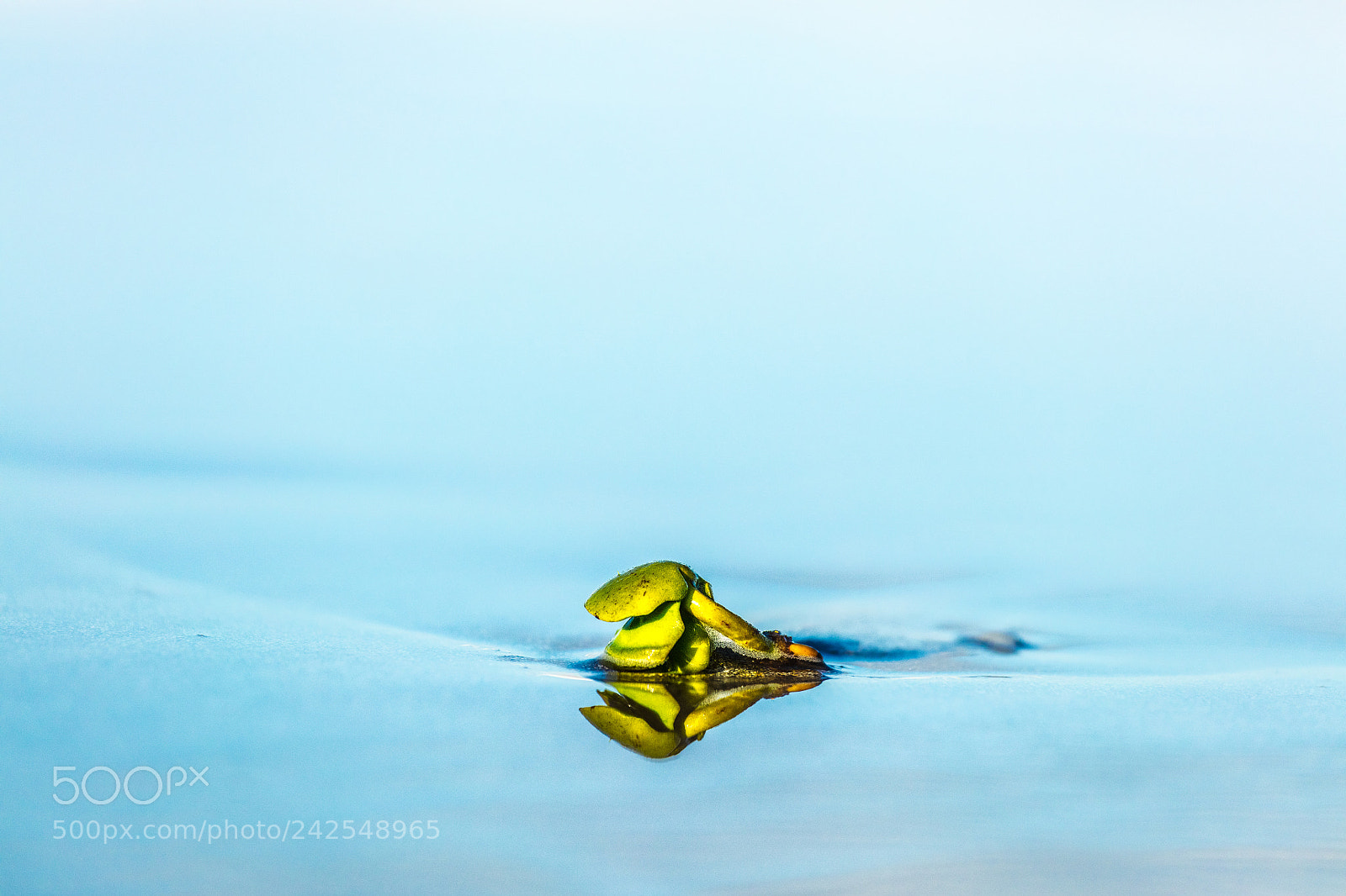 Canon EOS 5DS R sample photo. Green seed photography