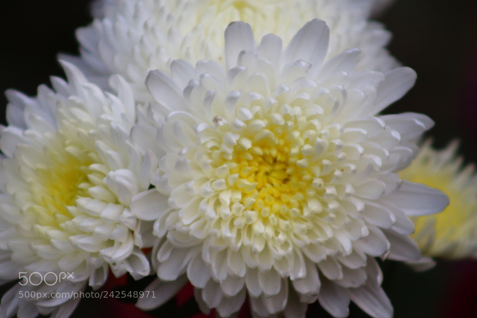 Canon EOS 700D (EOS Rebel T5i / EOS Kiss X7i) sample photo. Untitled photography