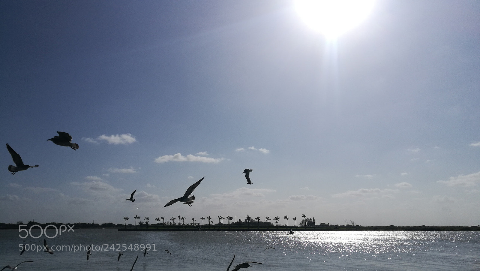 HUAWEI P9 sample photo. Gaviotas del papaloapan photography