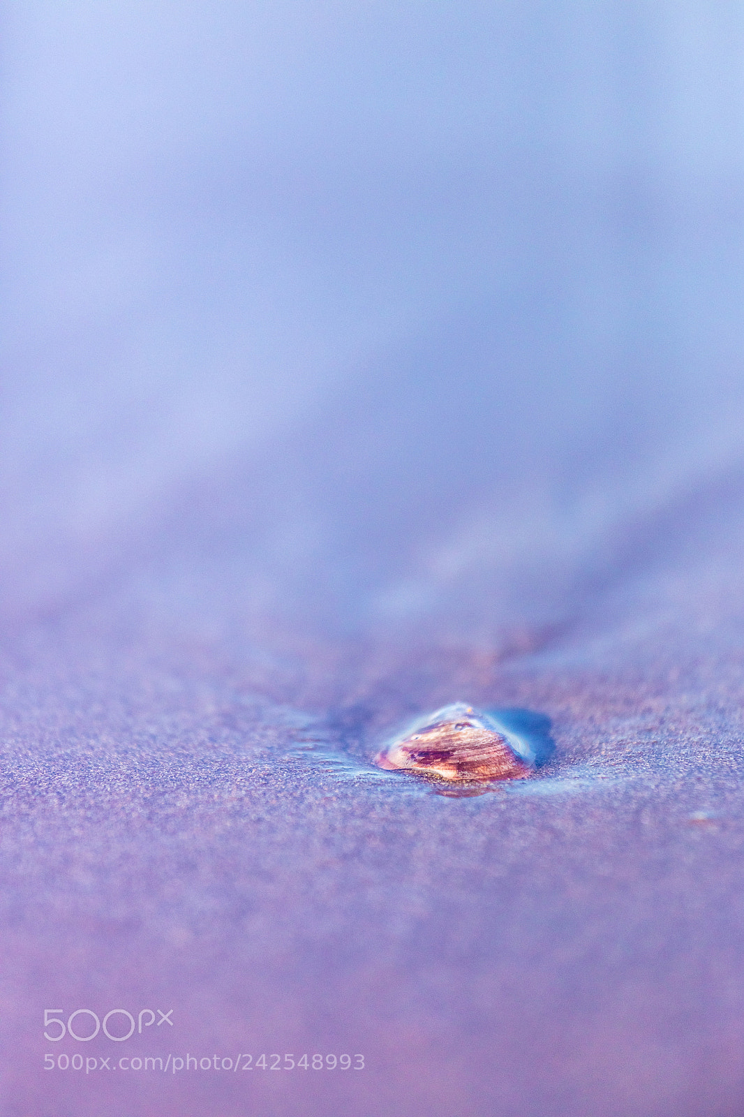 Canon EOS 5DS R sample photo. Shell against the tide photography