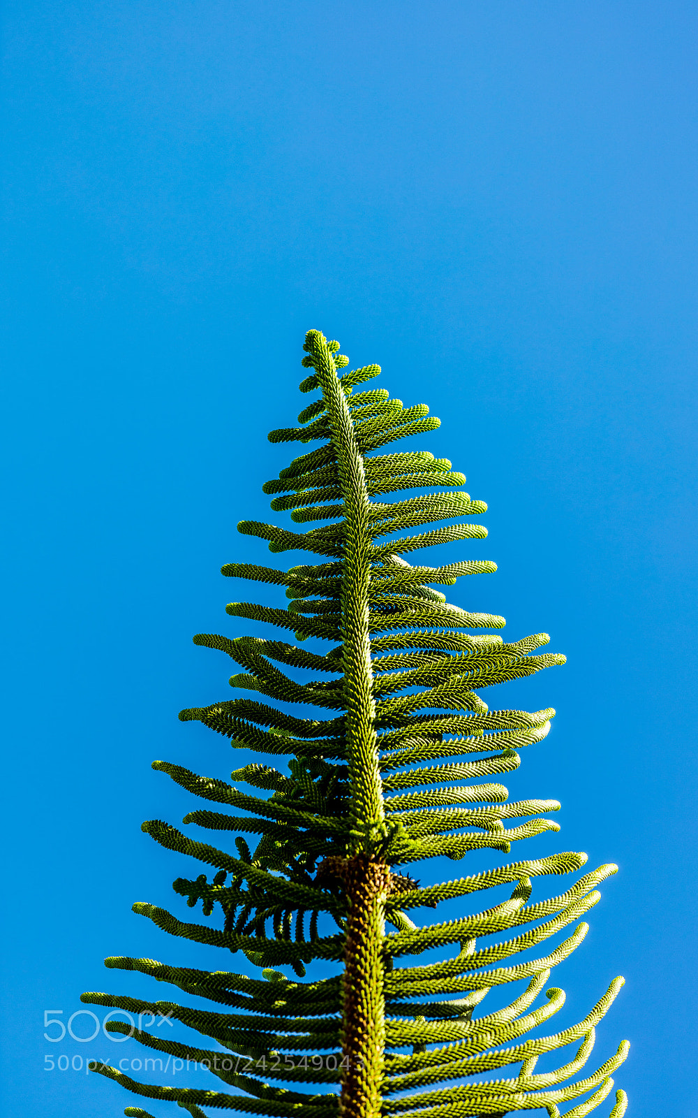 Canon EOS 5DS R sample photo. Leaves against the sky photography