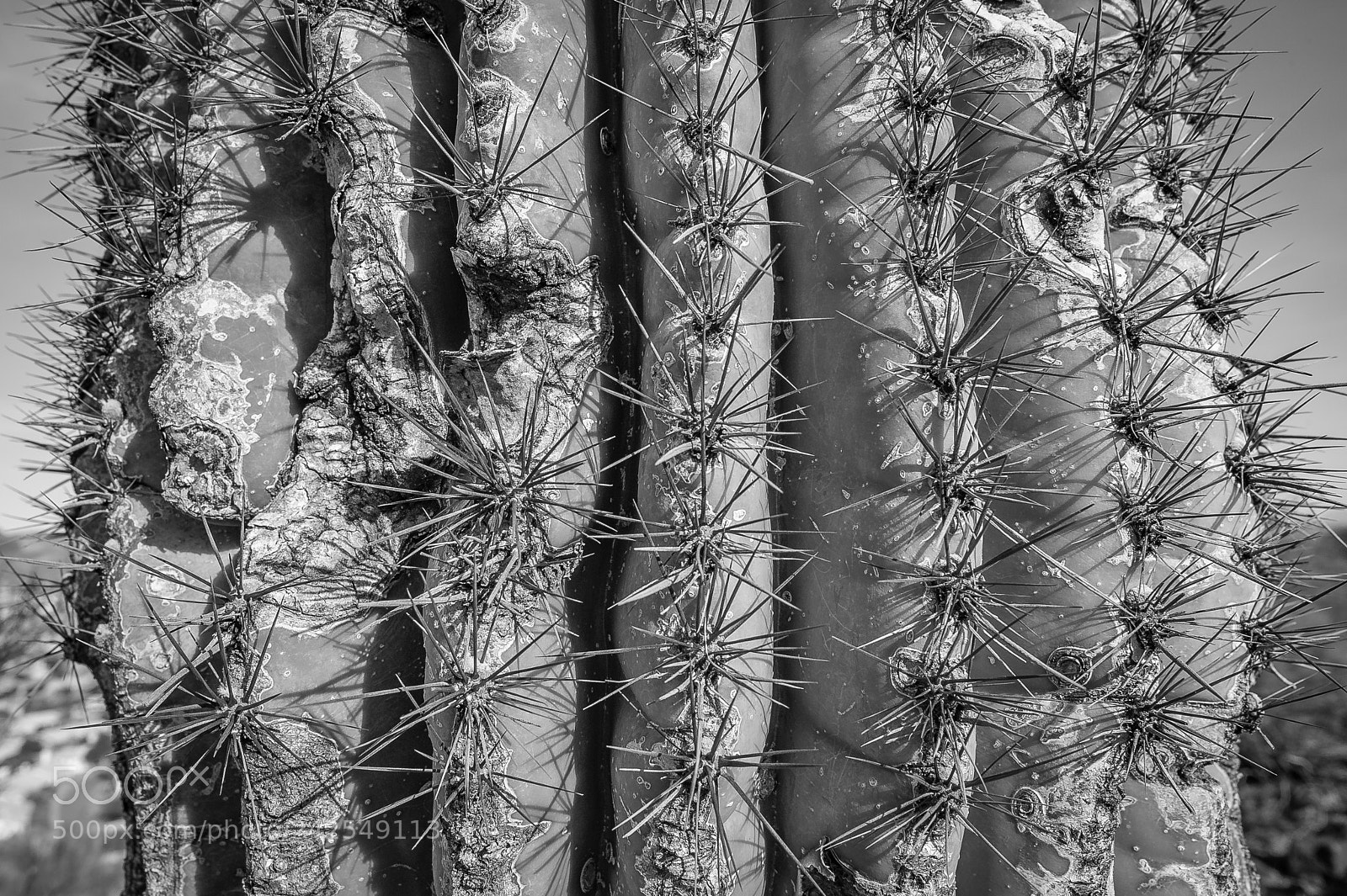 Nikon D700 sample photo. Spiky log photography