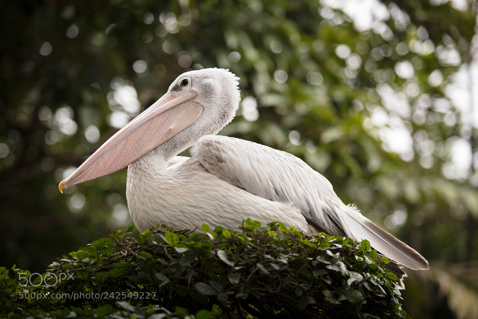 Canon EOS 5DS sample photo. Pelican photography