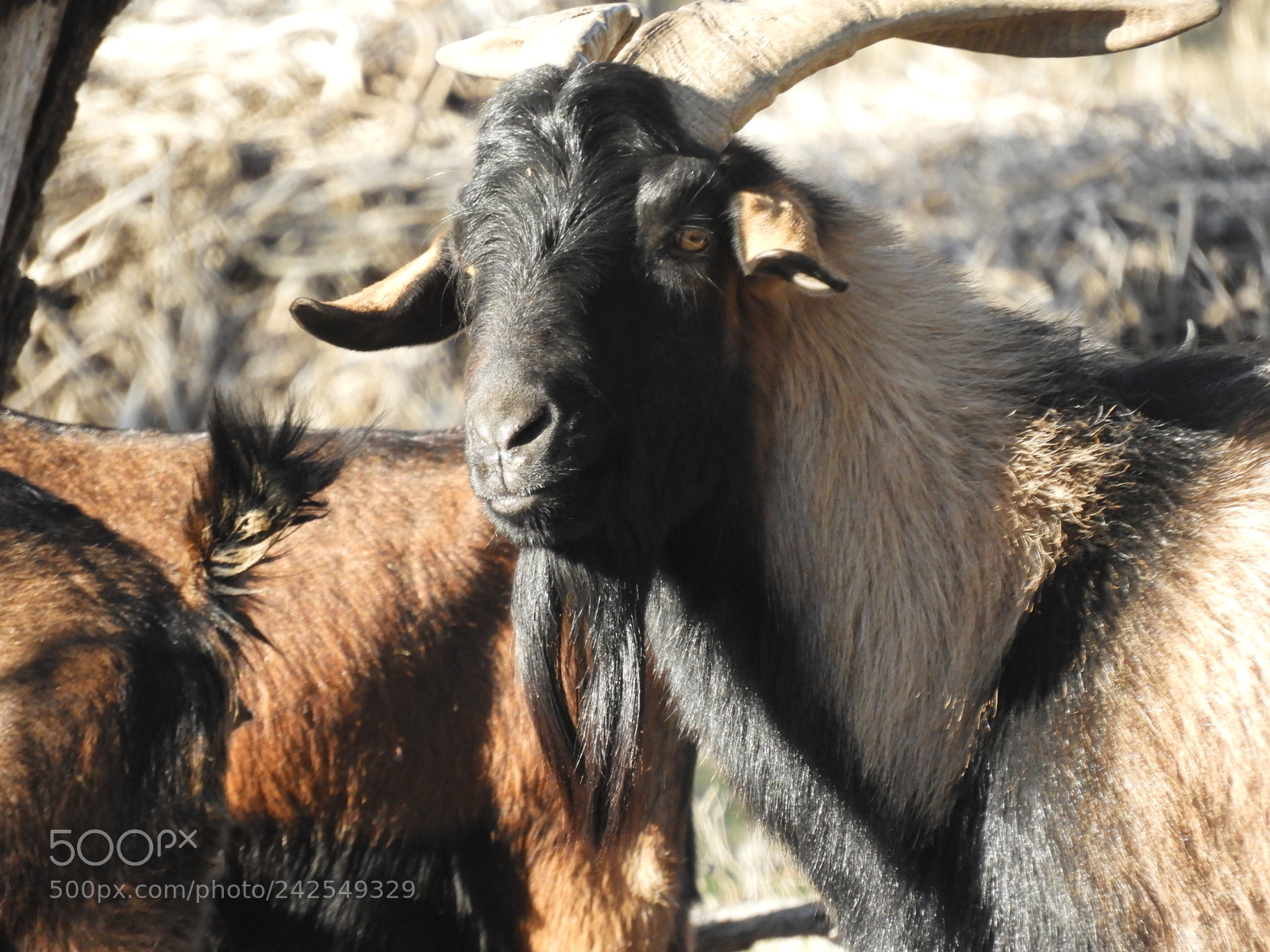 Nikon Coolpix B700 sample photo. Ram overlooking his herd photography