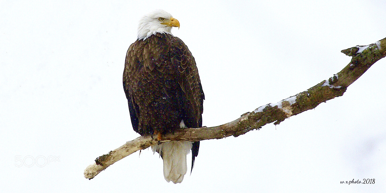 Canon EOS 7D Mark II sample photo. Bald eagle photography