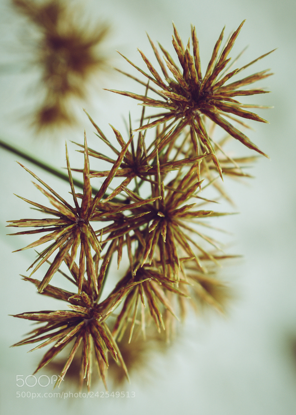 Nikon D3400 sample photo. Thorn you inside photography