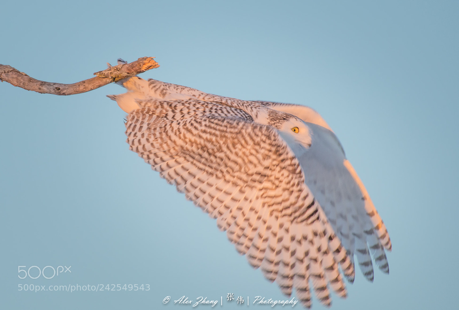 Nikon D500 sample photo. Snowy owl photography